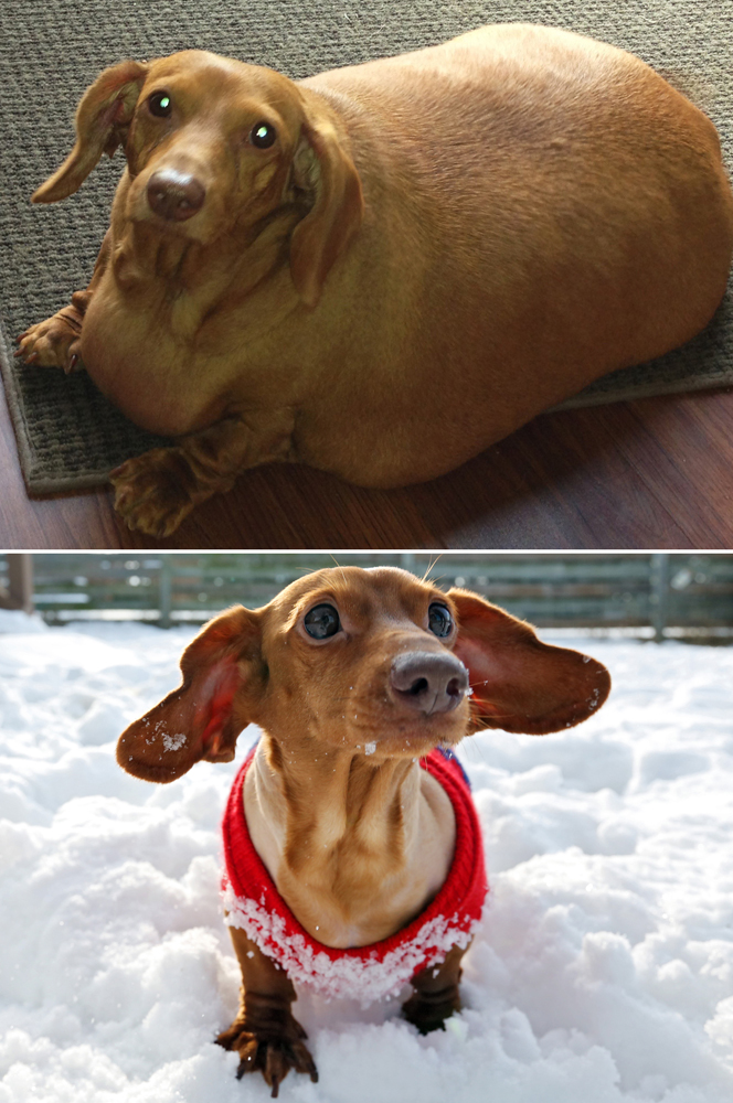 Obese Dachshund Dennis Goes from 56 Pounds to 12 Pounds Time