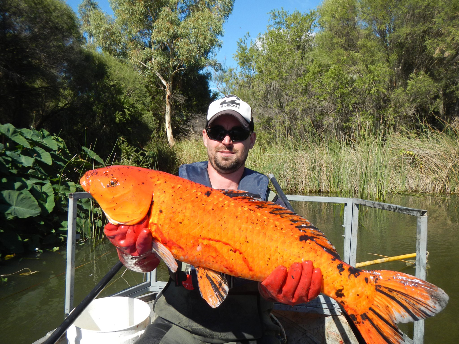 Pet Fish Freed in Australian Waterways Are Turning Into Monsters TIME