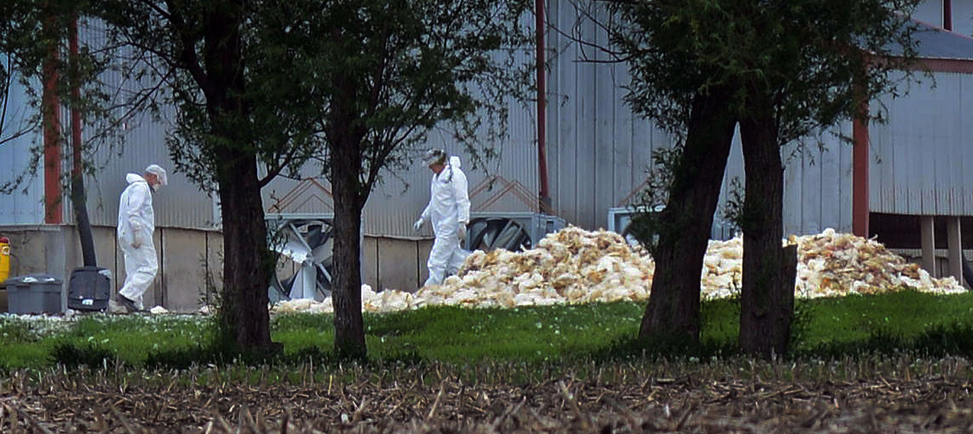 Nebraska Orders State of Emergency Over Bird Flu TIME