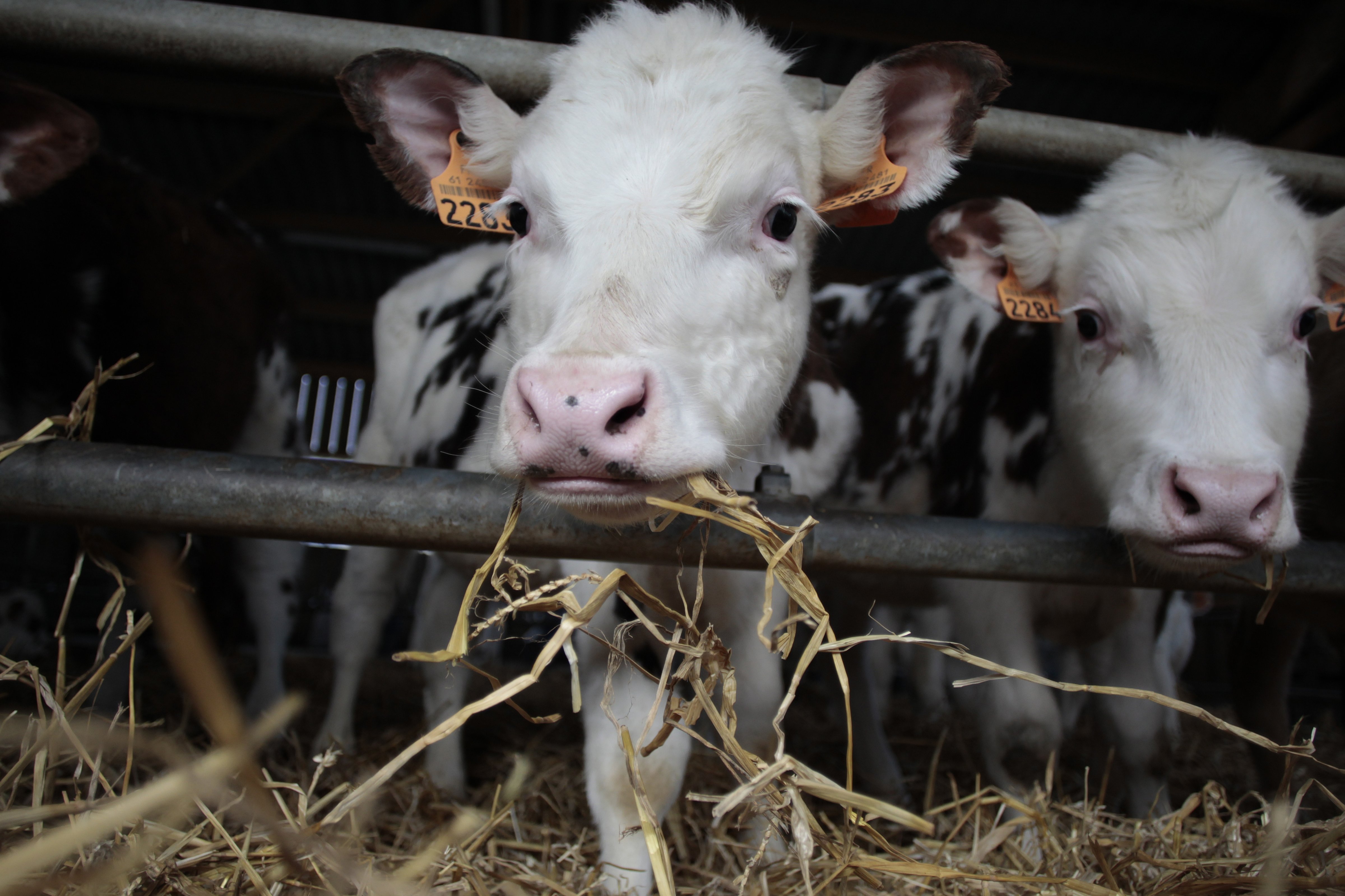 Veal Calves USDA Proposes More Humane Treatment Time
