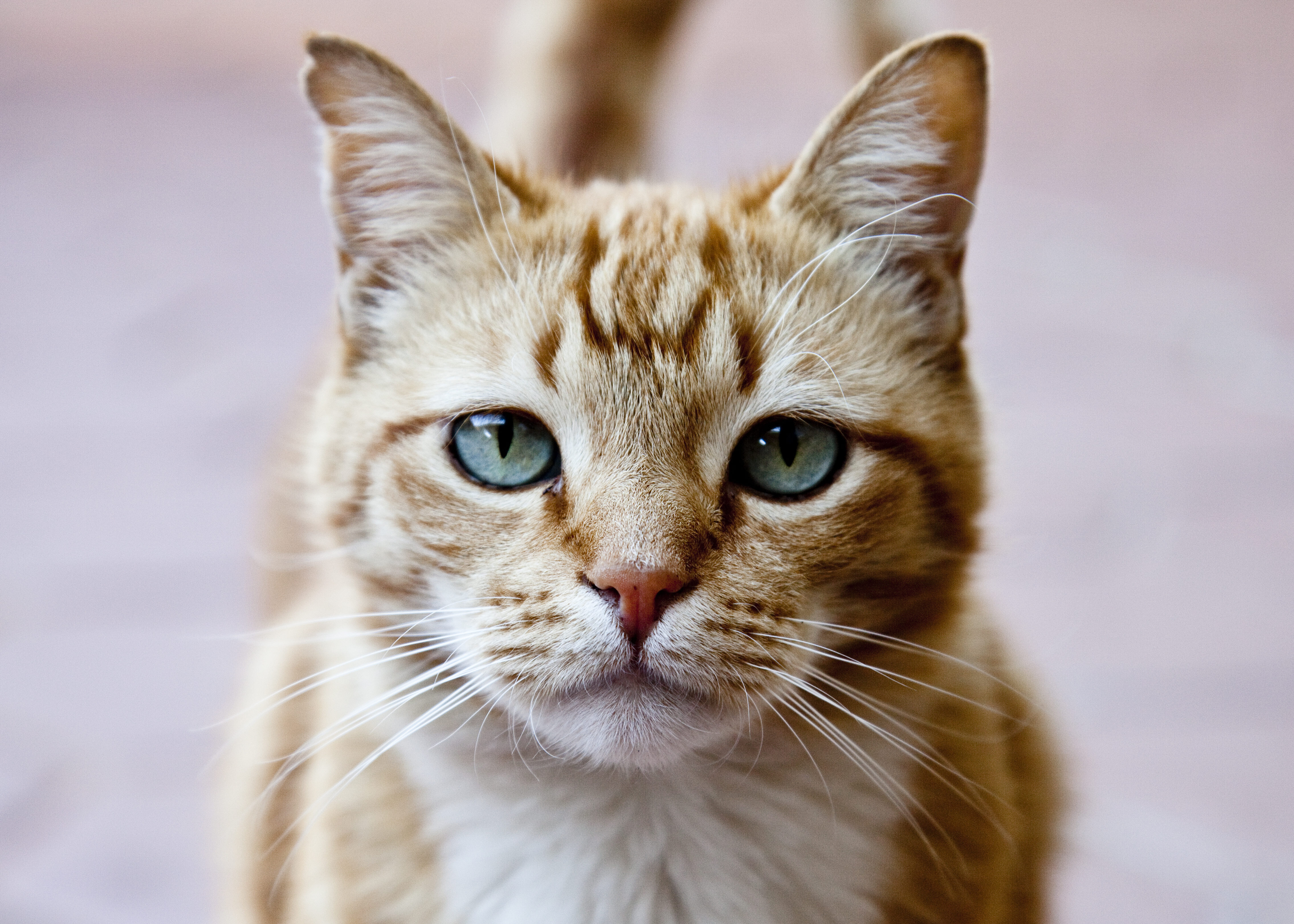 Research Finds That Cat Parasite Could Be Linked to Mental Illness TIME