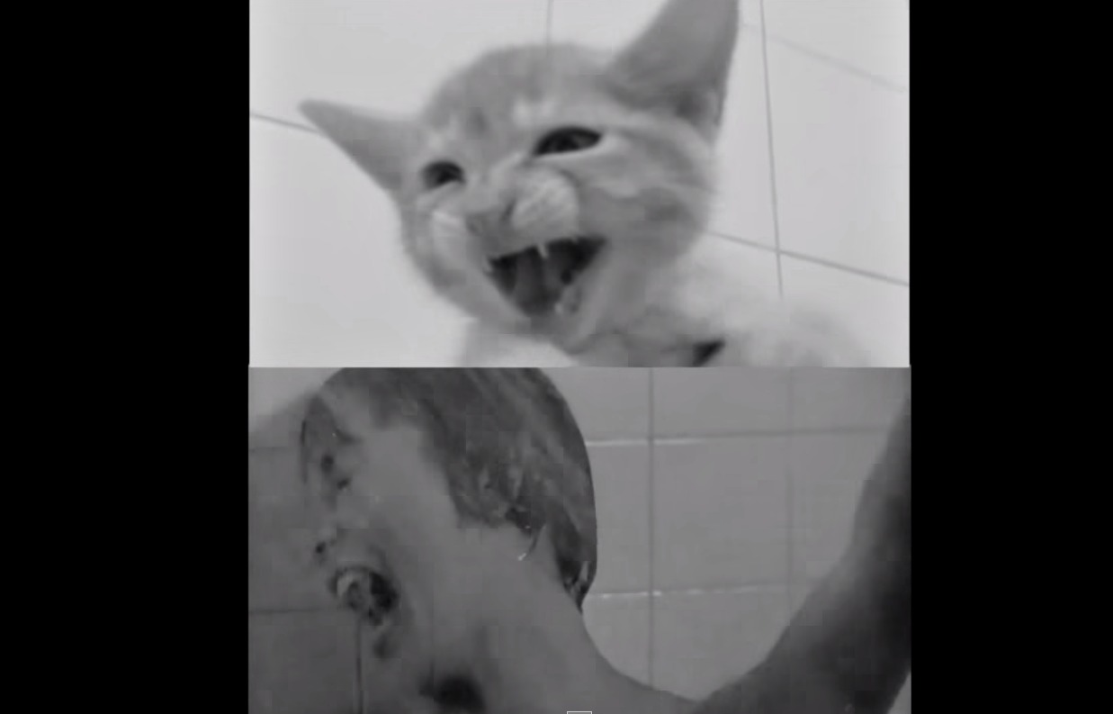 Watch These Kittens Recreate The 'Psycho' Shower Scene TIME