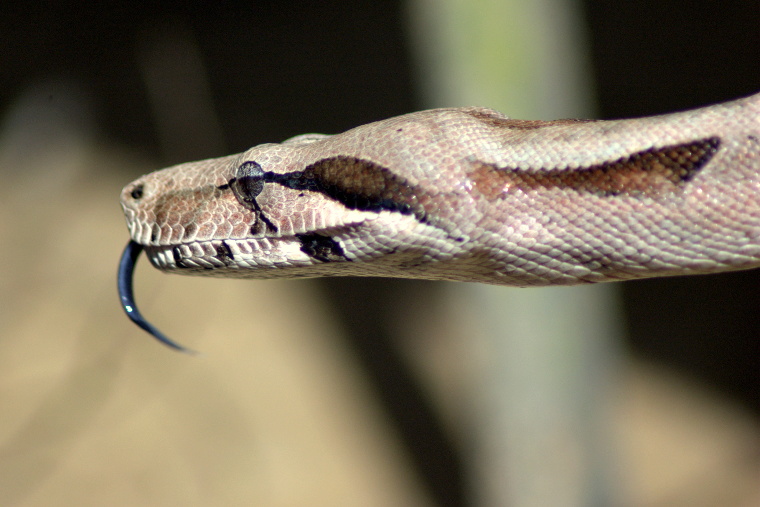 Boa Constrictors Suffocation Prey How These Snakes Attack Time