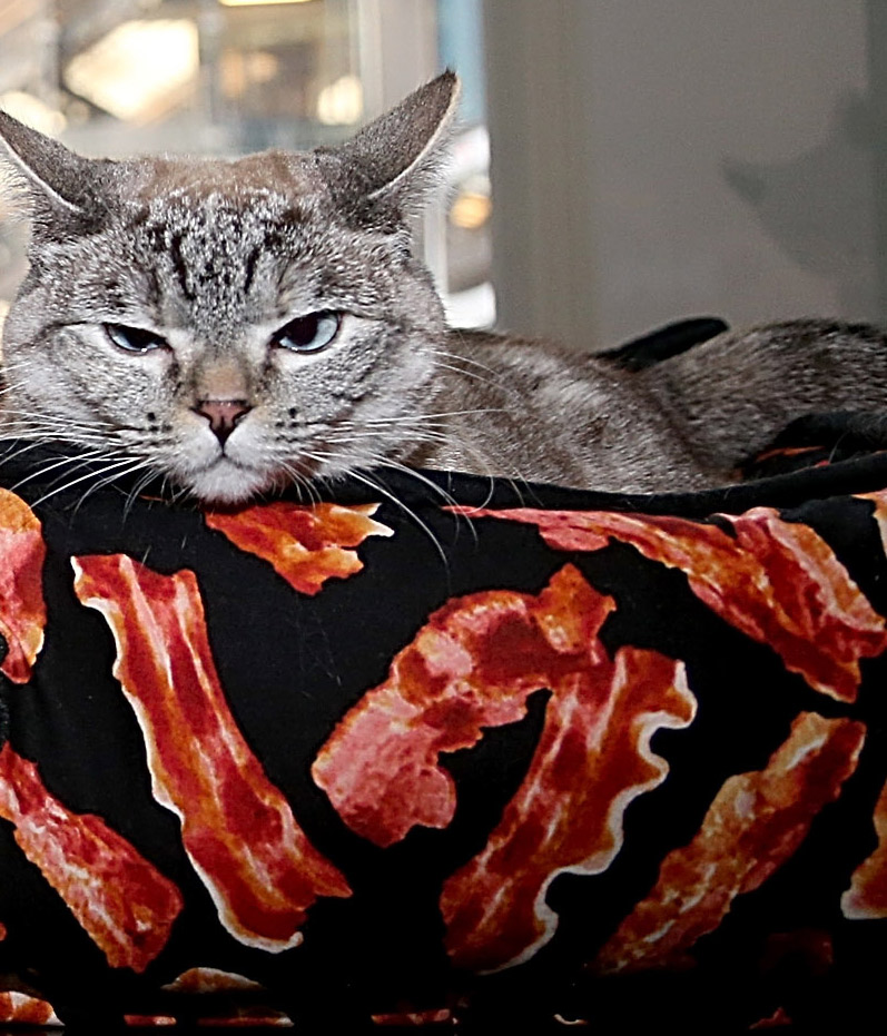 Man Calls Police Because Cat Ate Bacon Time