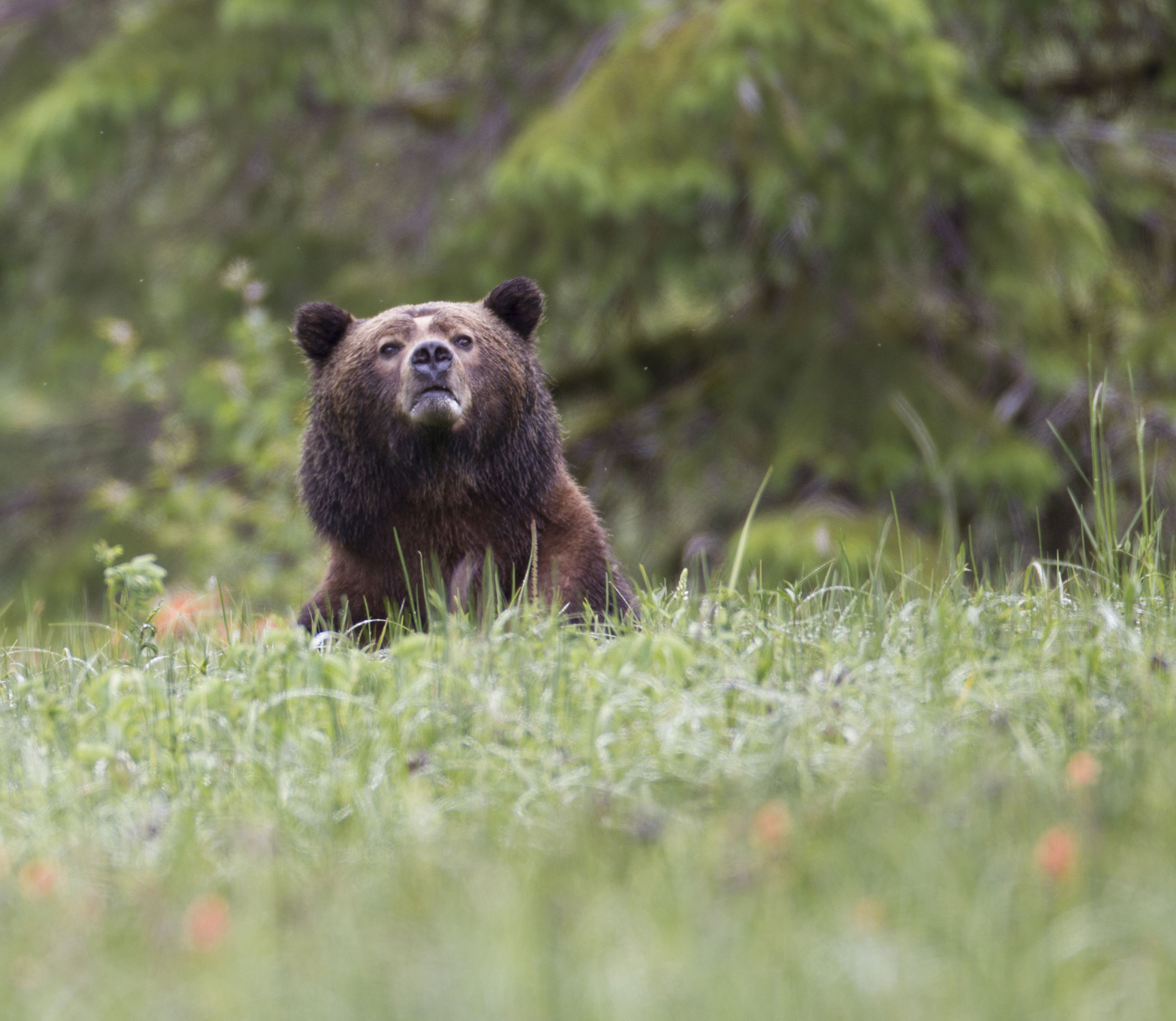 Woman Records Bear Eating Kayak in Alaska Viral Video TIME