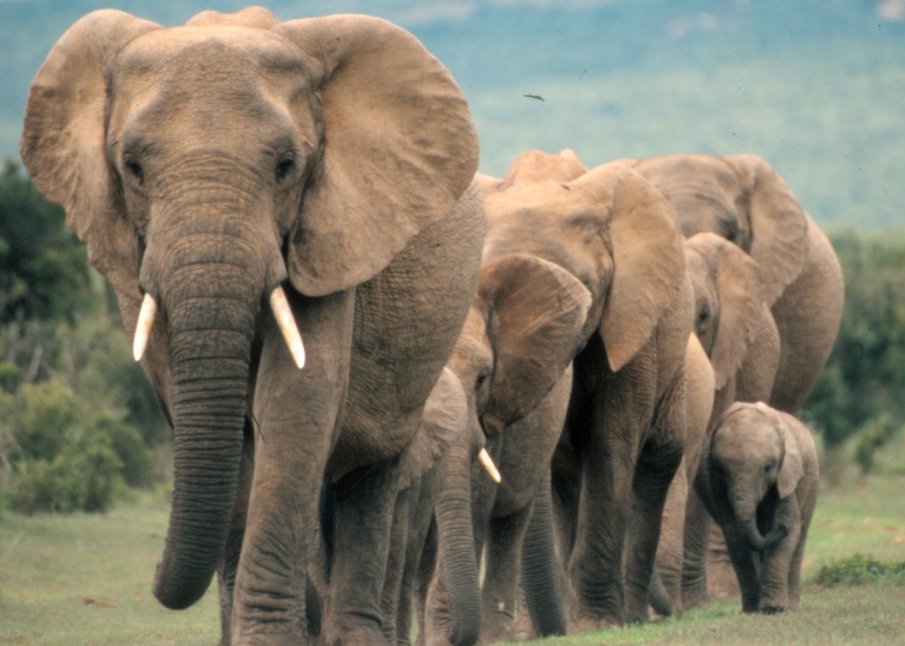 What Elephants Can Teach Us About Cancer Treatment Time