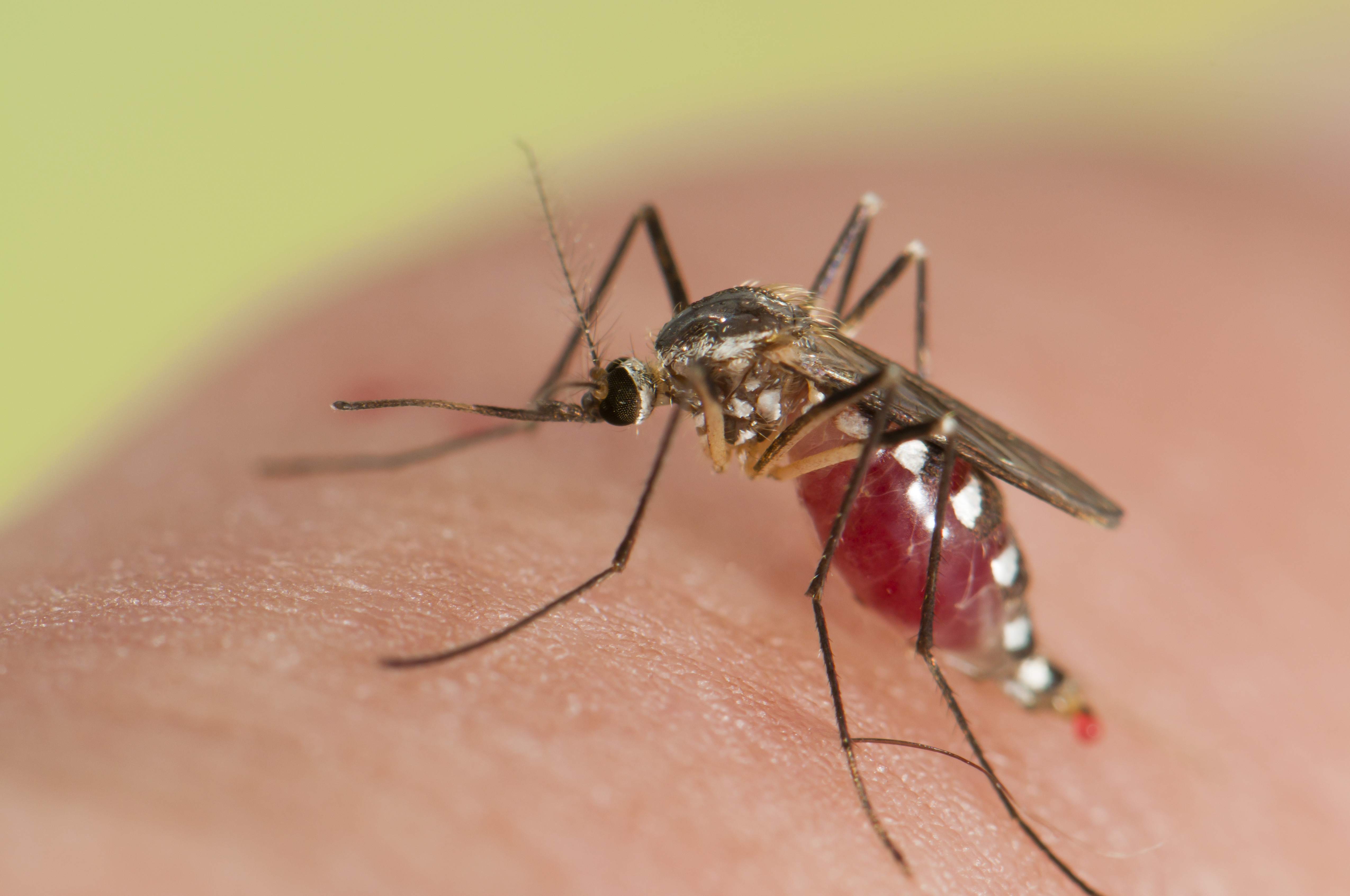 Genetically Engineered Mosquitoes Could Lower Malaria Rates Time