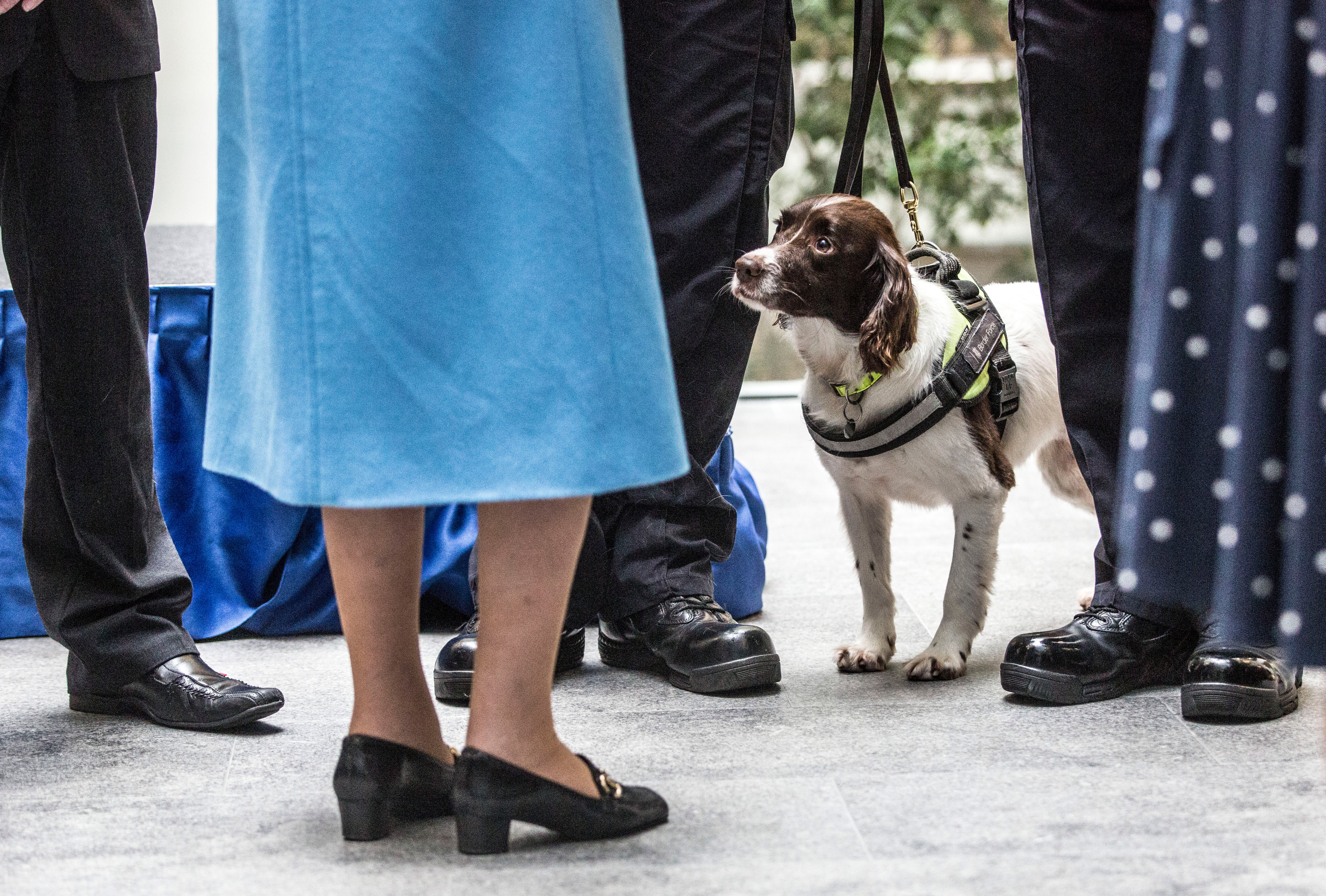 Sniffer Dog Looks for Cash in Queen Elizabeth's Handbag TIME
