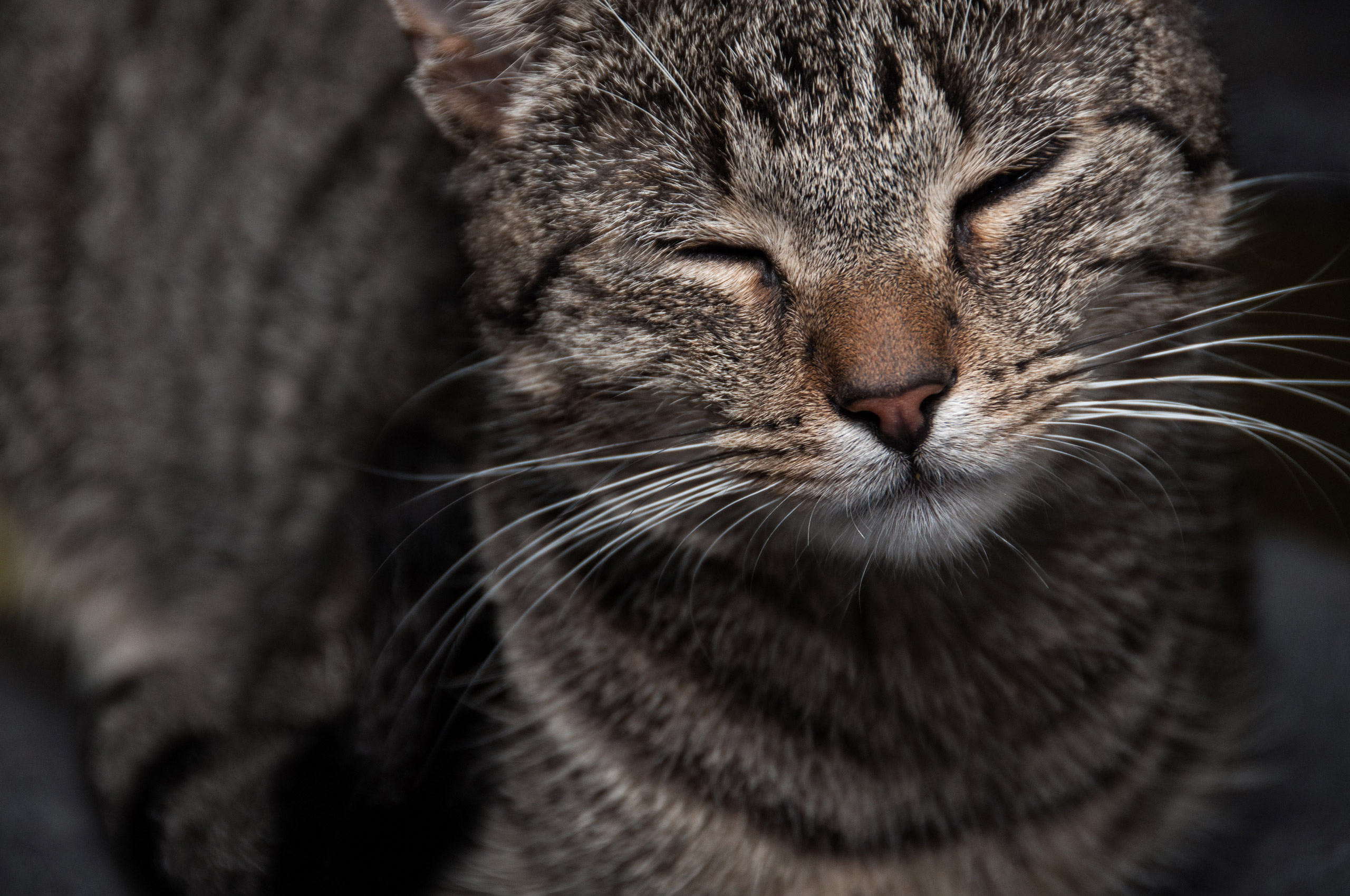 Now There's Perfume That Smells Like A Cat's Forehead Time