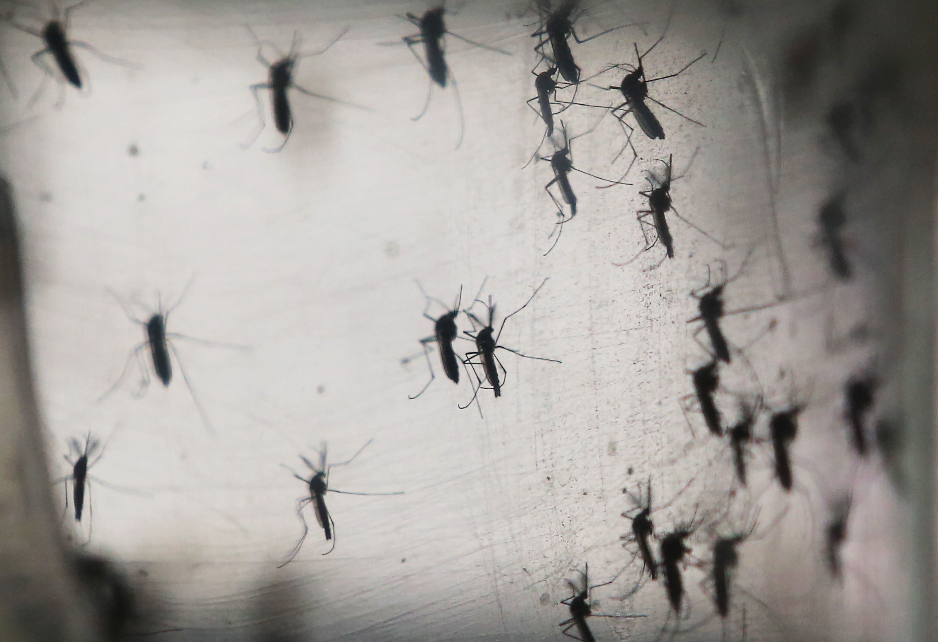 Zika Transmission How Humans Try to Kill Mosquitos TIME