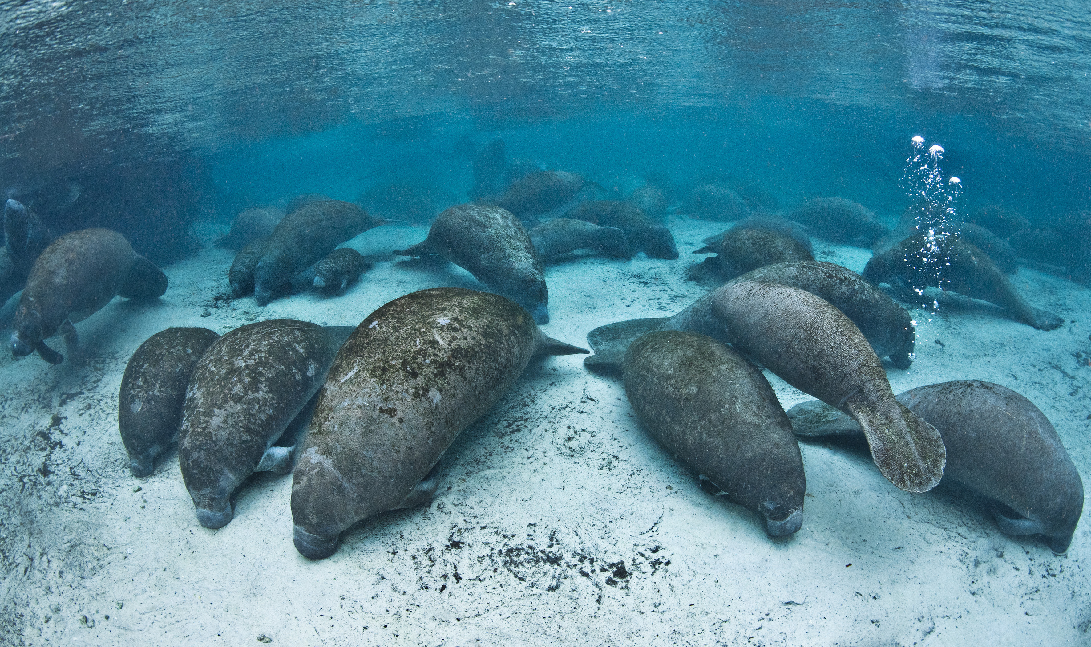 Manatees Close Three Sisters Springs in Florida TIME