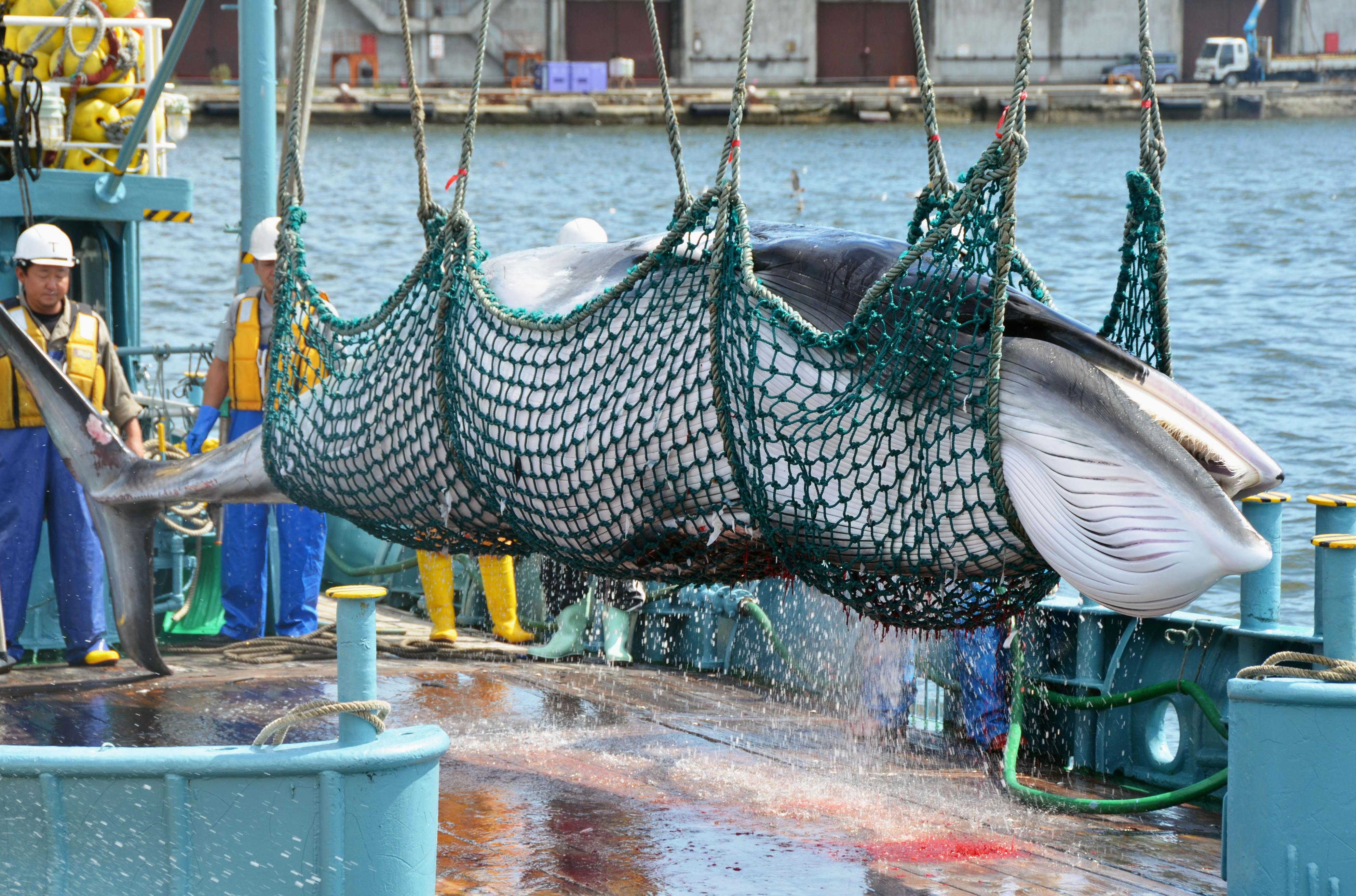 Japanese Expedition Kills 333 Minke Whales for 'Research' TIME
