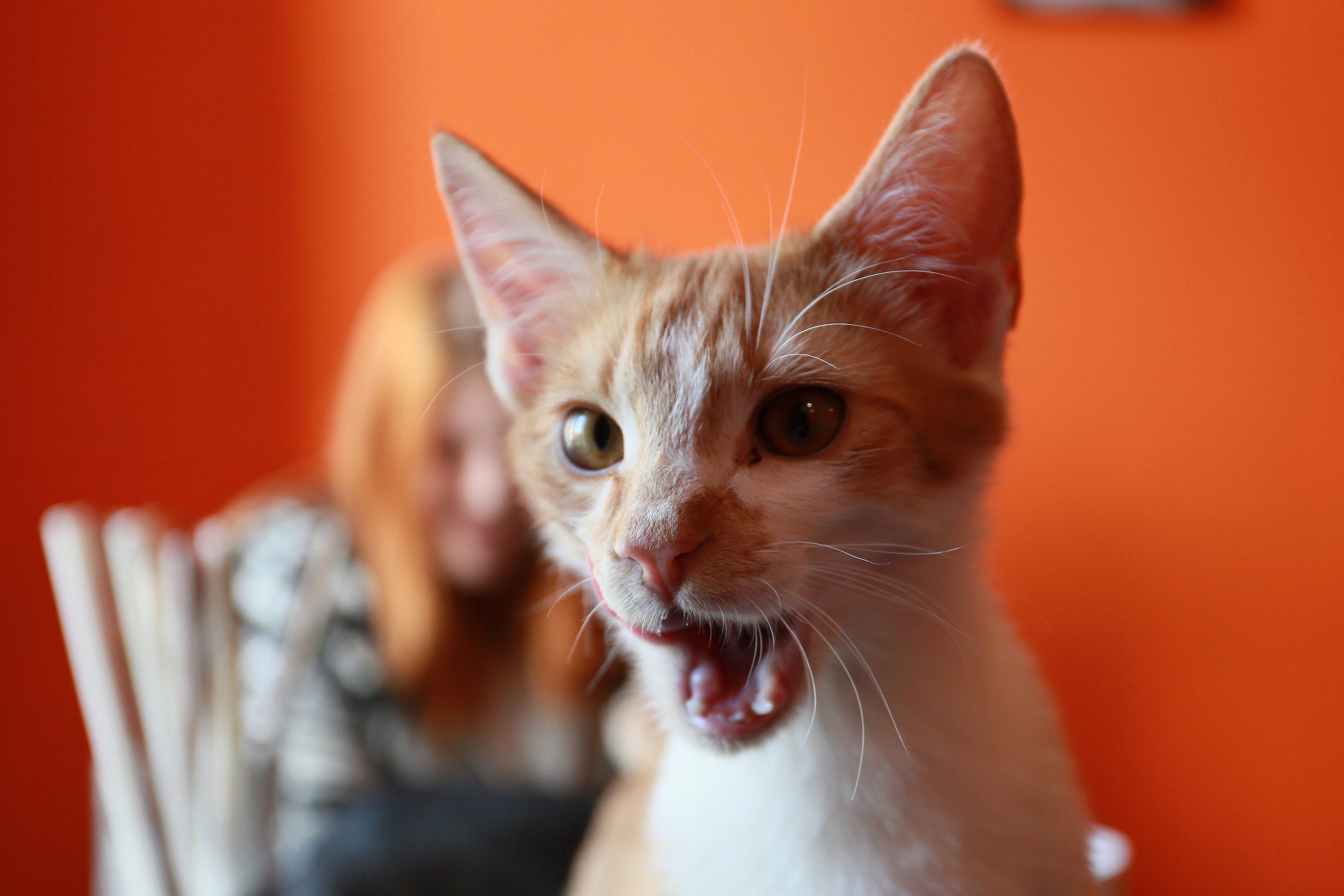 Cat's Personality Test Helps Determine Feline Traits TIME