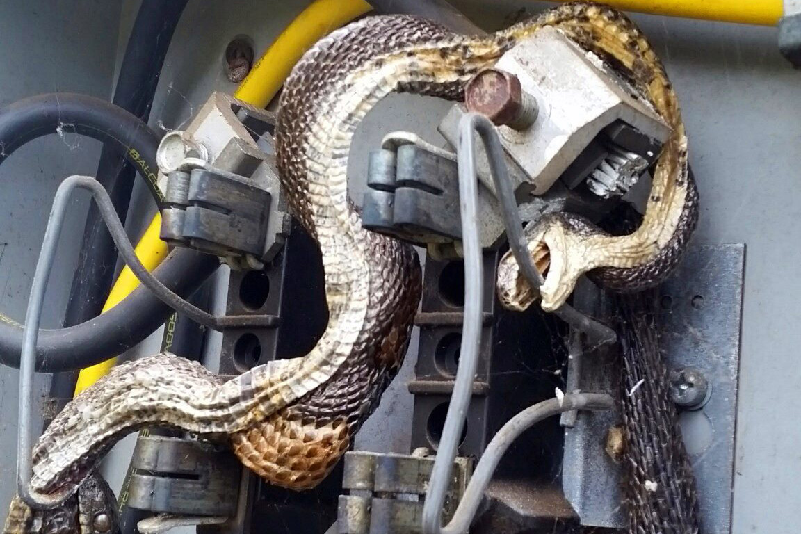 Electrocuted Snakes in Electrical Box Photo TIME