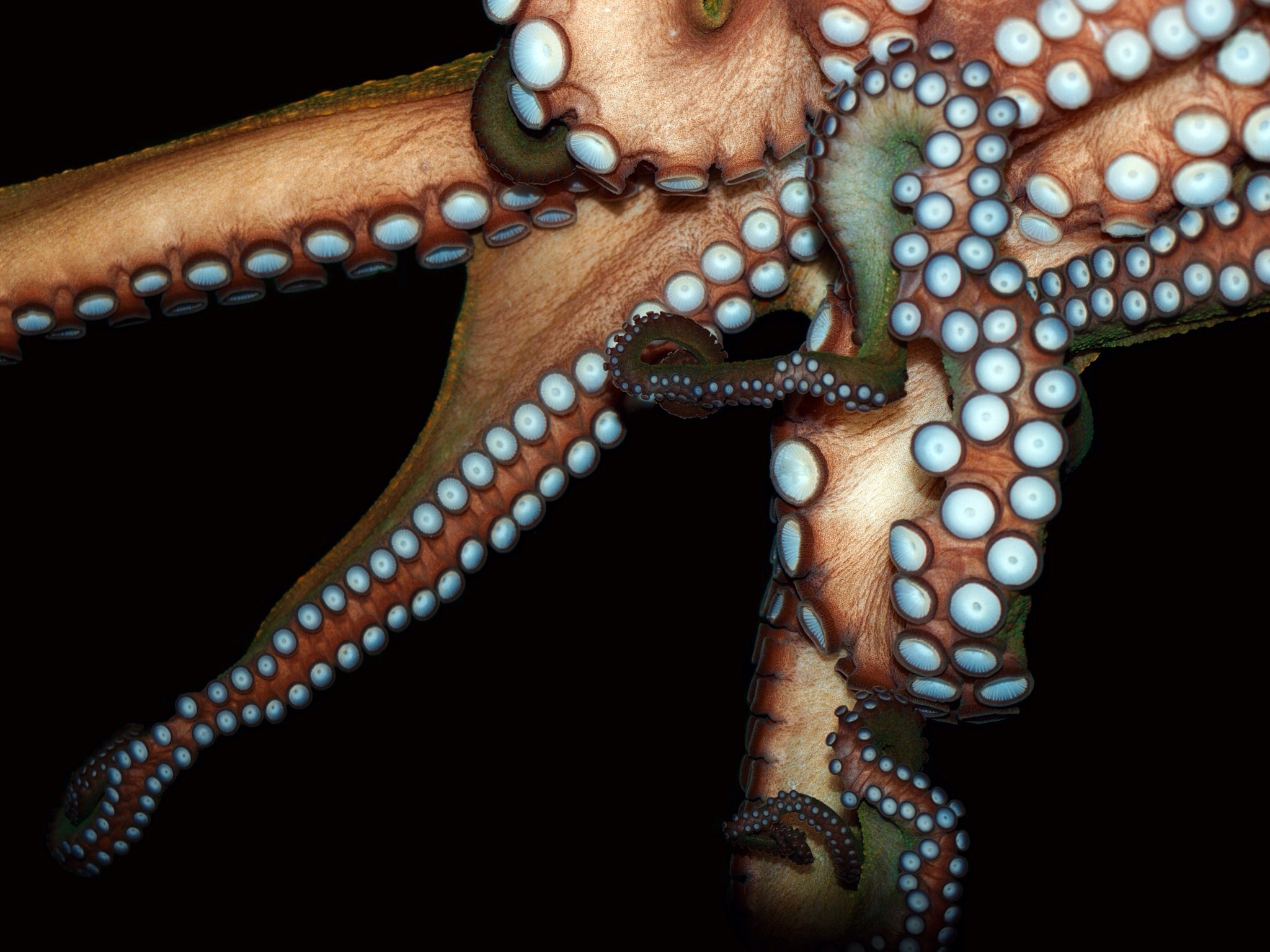 Octopus Escapes National Aquarium of New Zealand Time