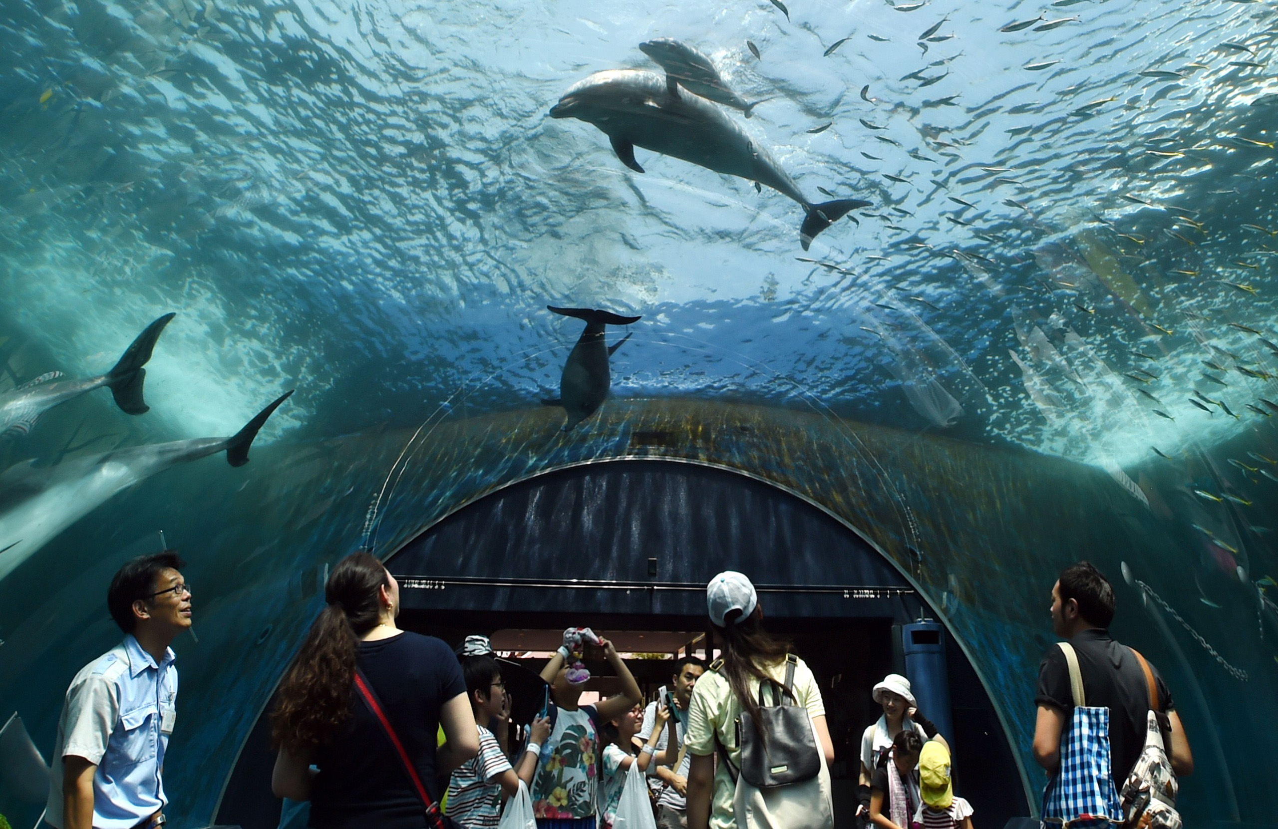 National Aquarium To Move Dolphins To Seaside Habitat TIME