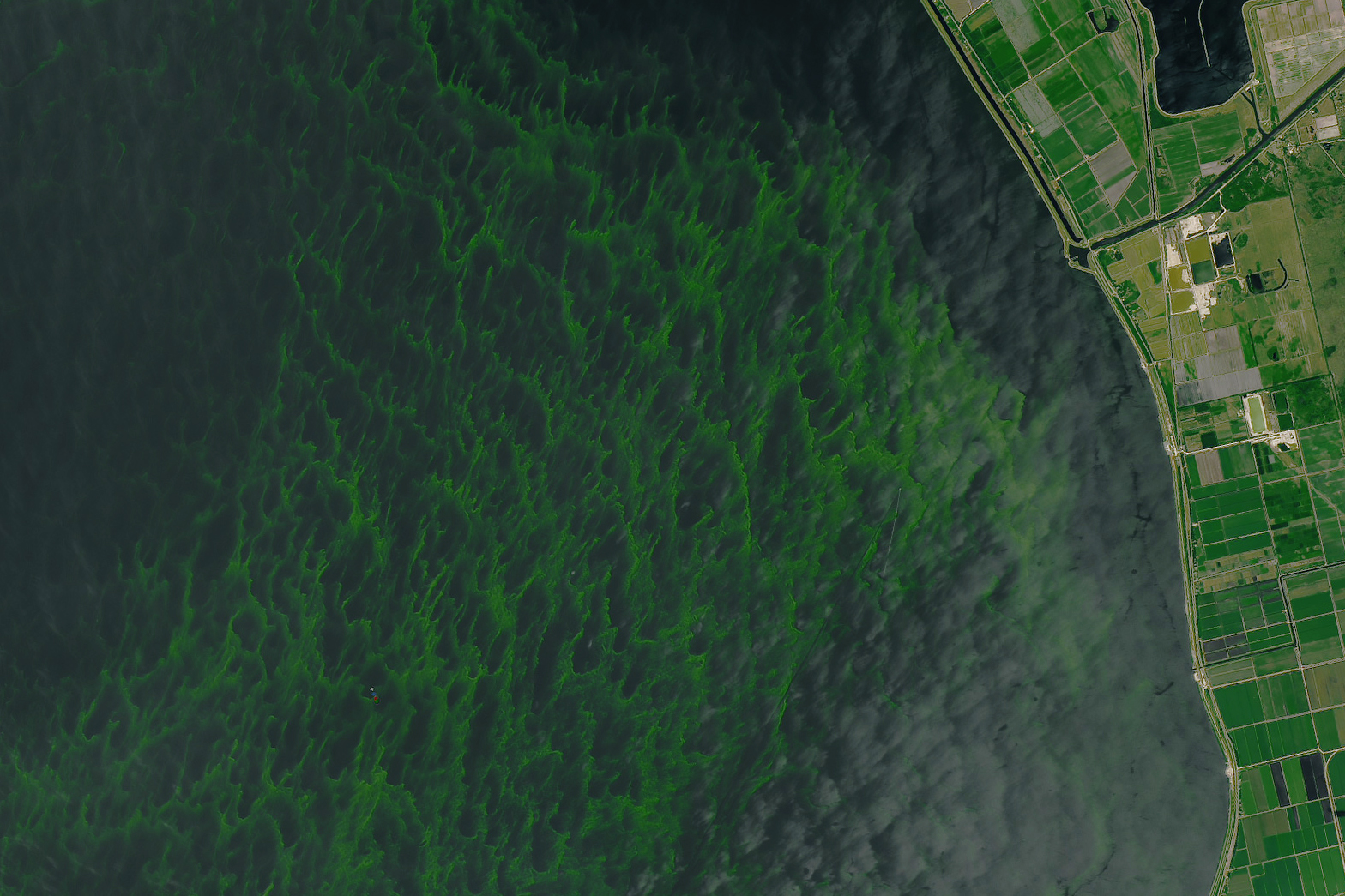 Florida Algae Bloom See Satellite Images TIME