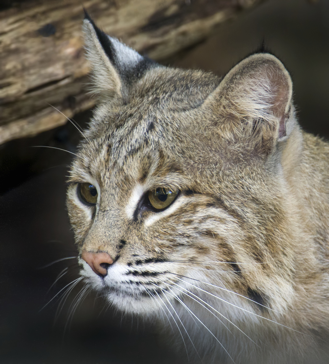 Bobcat Found on Smithsonian National Zoo's Property TIME