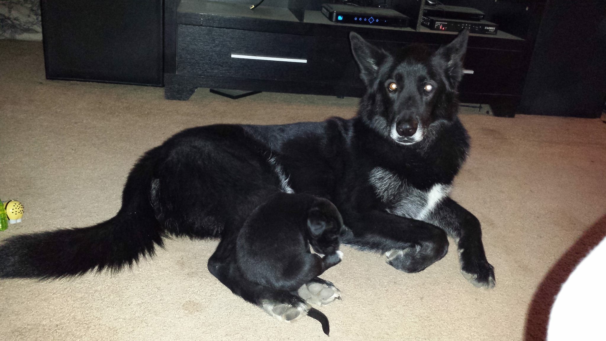 Wolf Dog Yuki The Wolf Dog Gains Worldwide Attention At Shy Wolf