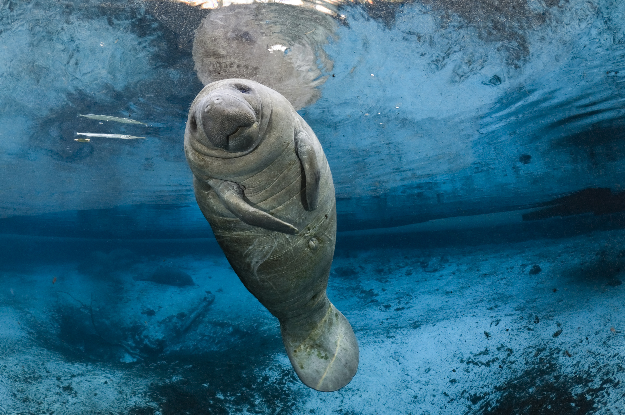 Manatees Are No Longer Endangered Species, Feds Say Time