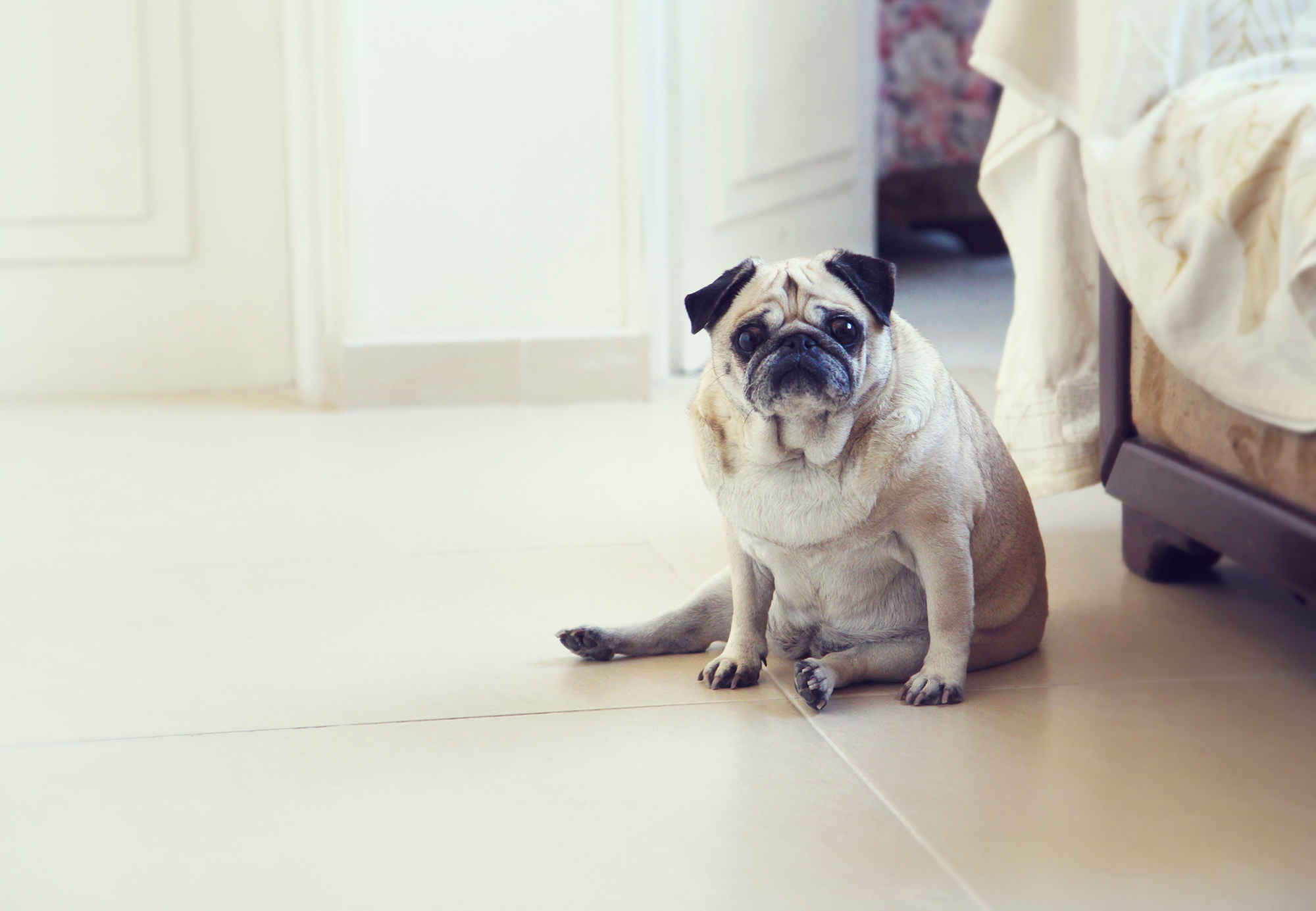 Pets in US Are Getting Fatter, Banfield Pet Hospital Says