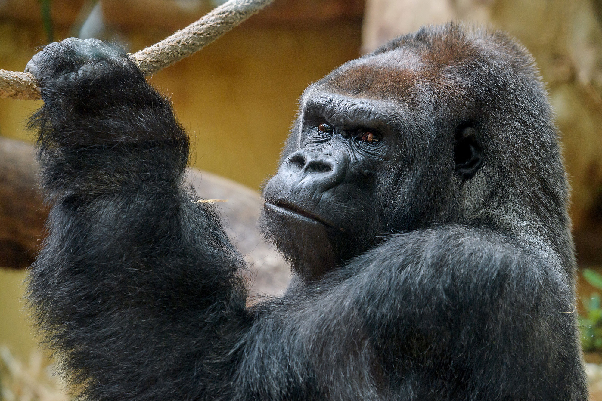 Viral Gorilla Dances in Pool to Flashdance, Maniac in video TIME
