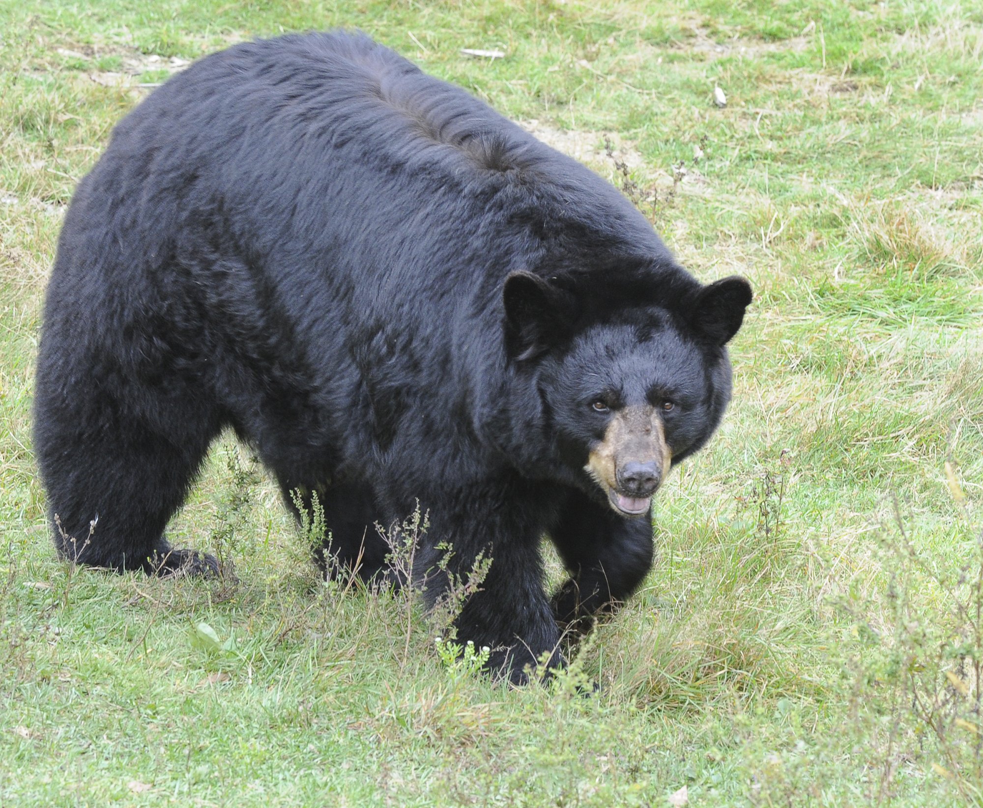 Moninda Marube Outruns Black Bears in Maine TIME