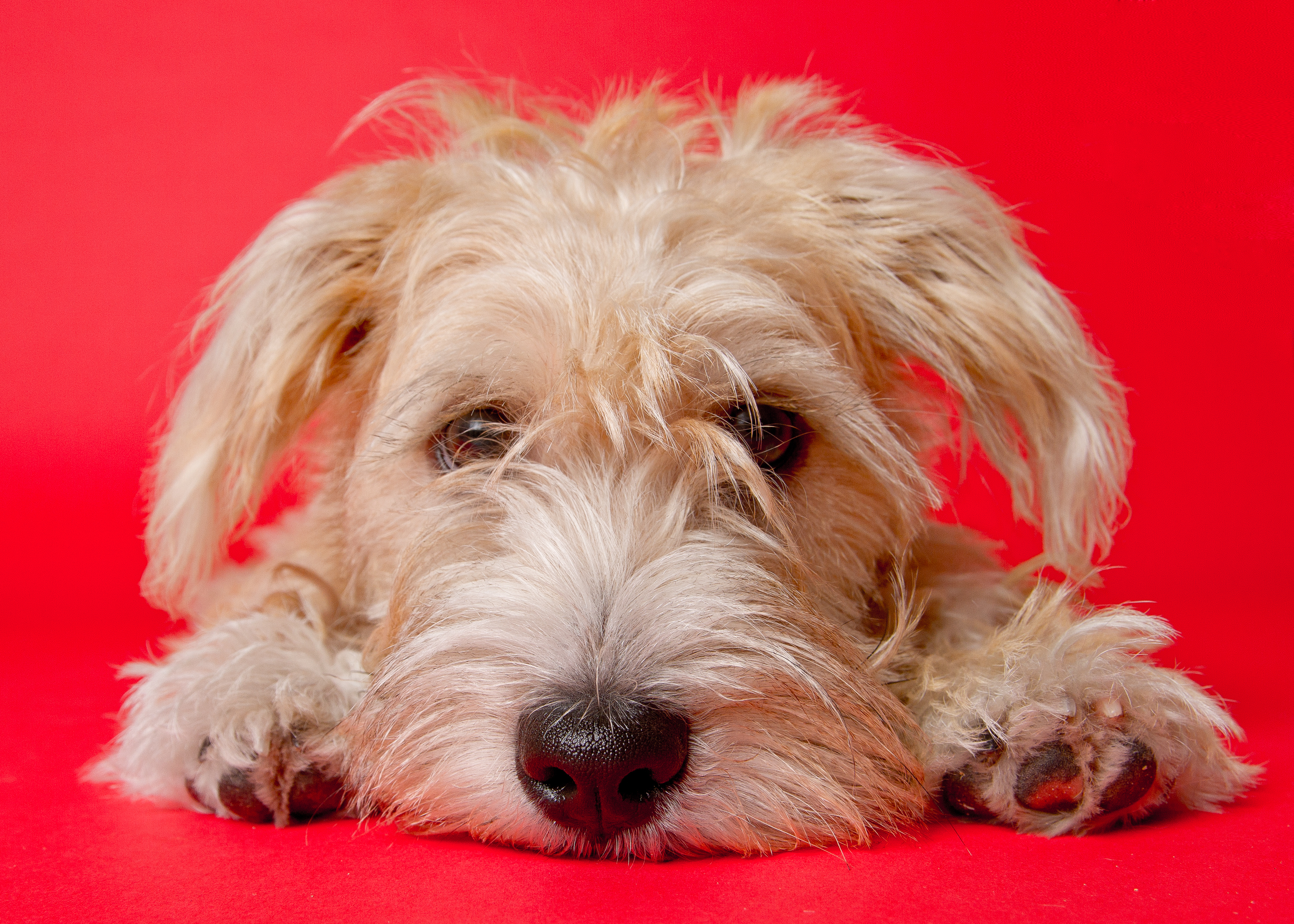 What Dog Killed The Most Humans In 2017