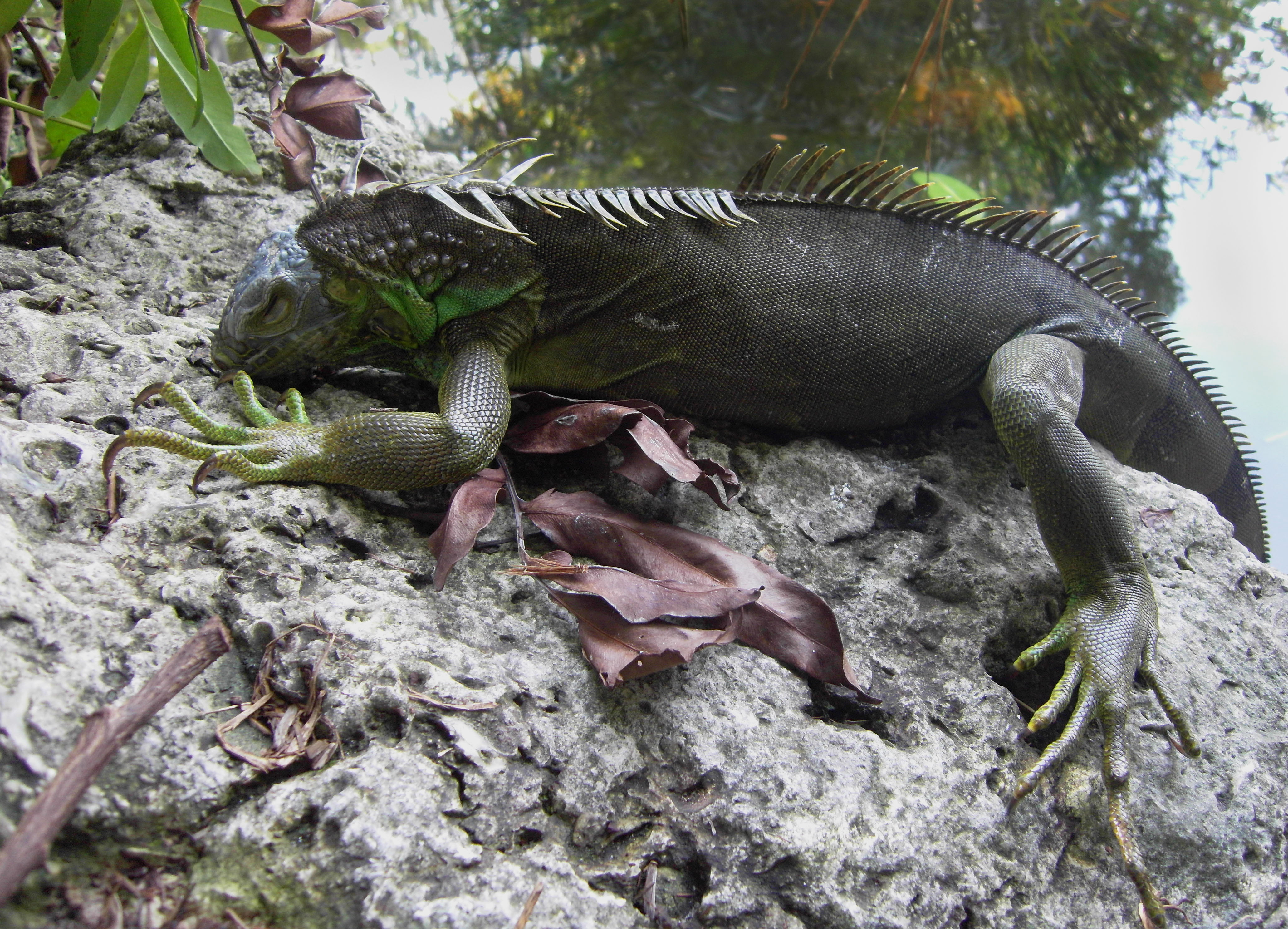 What to Do If Frozen Iguanas Start Falling From Your Trees Time