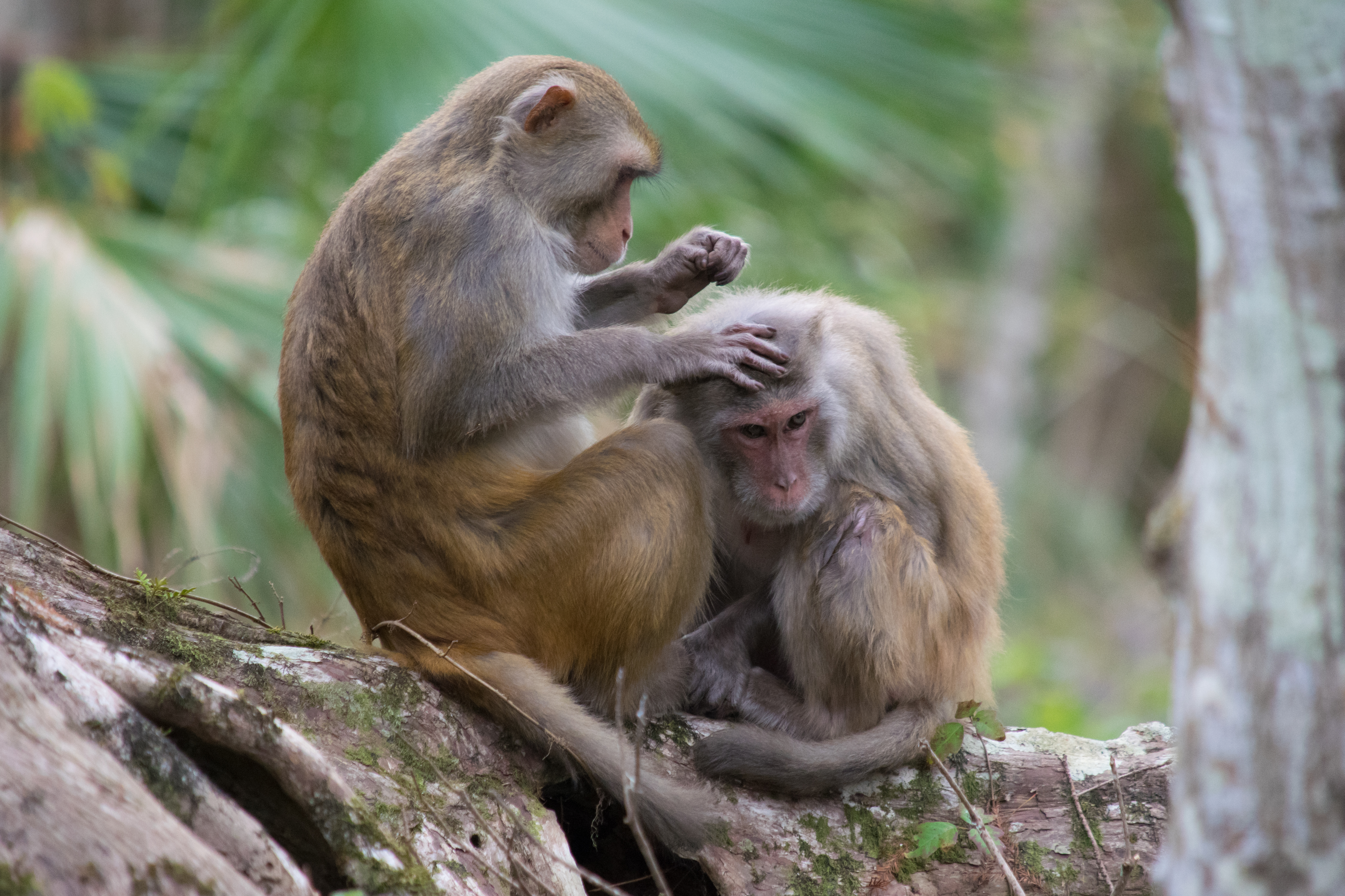 Florida Monkeys in Silver Springs Have Herpes Virus Study Time