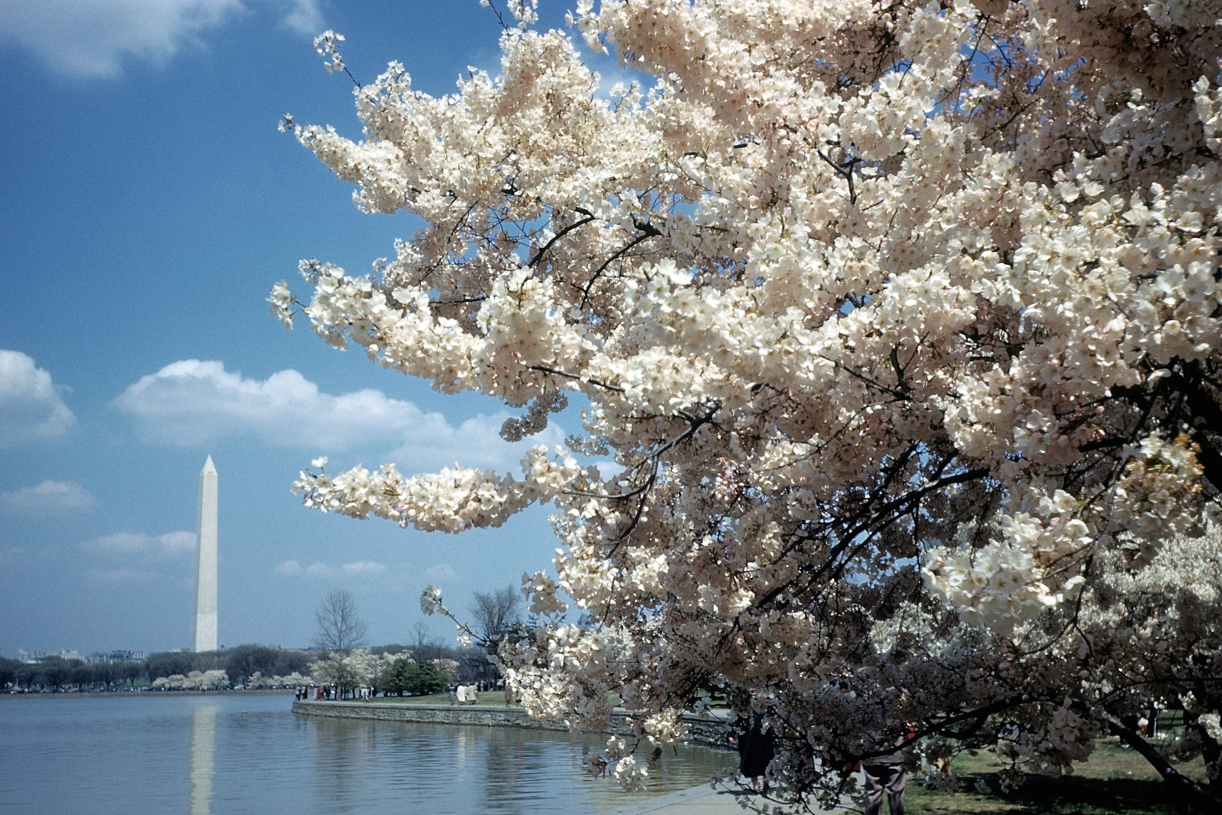 Cherry Blossoms in Washington DC Almost a Diplomacy Crisis TIME