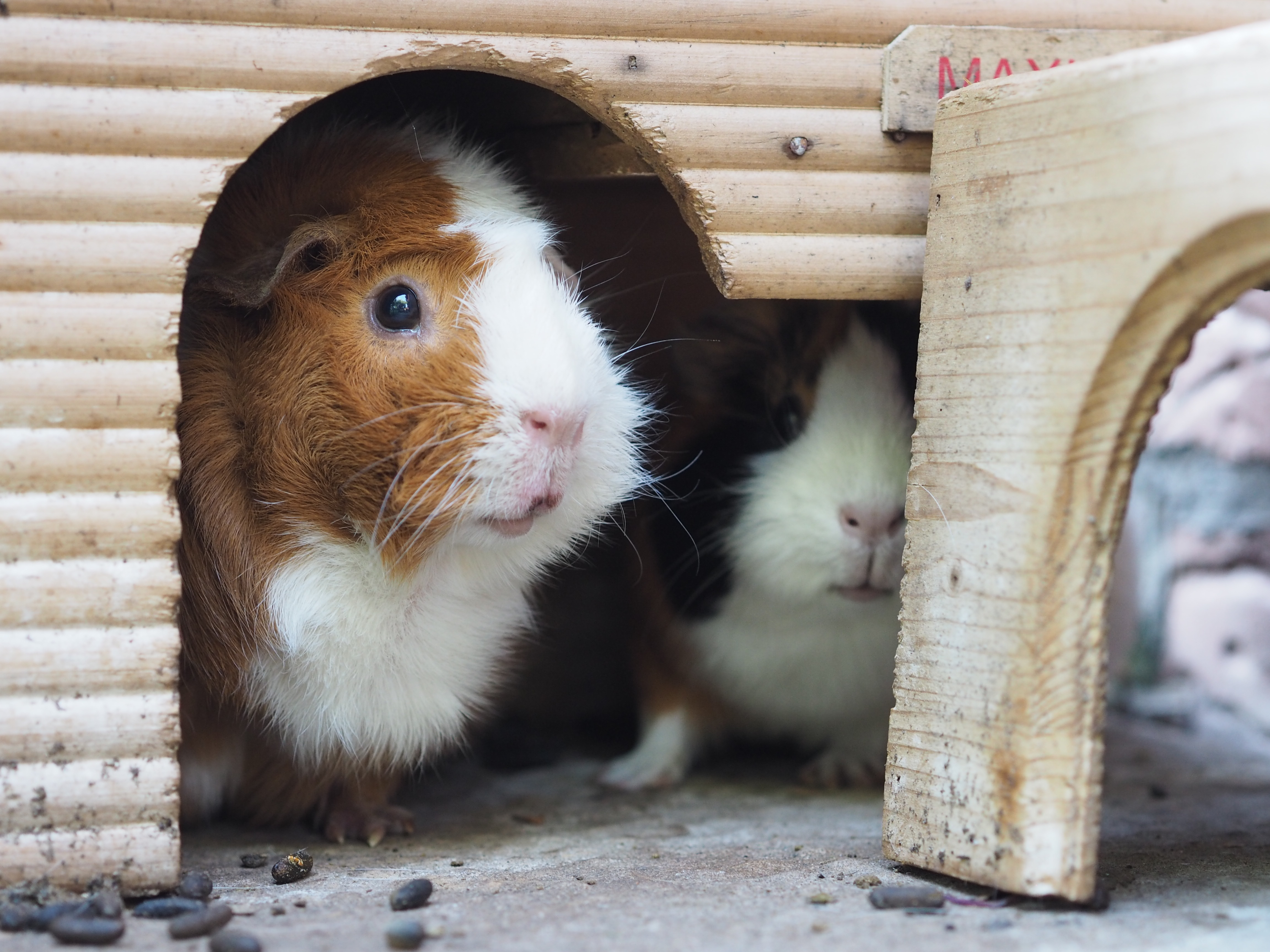Guinea Pigs May Be Giving People Salmonella, the CDC Says Time