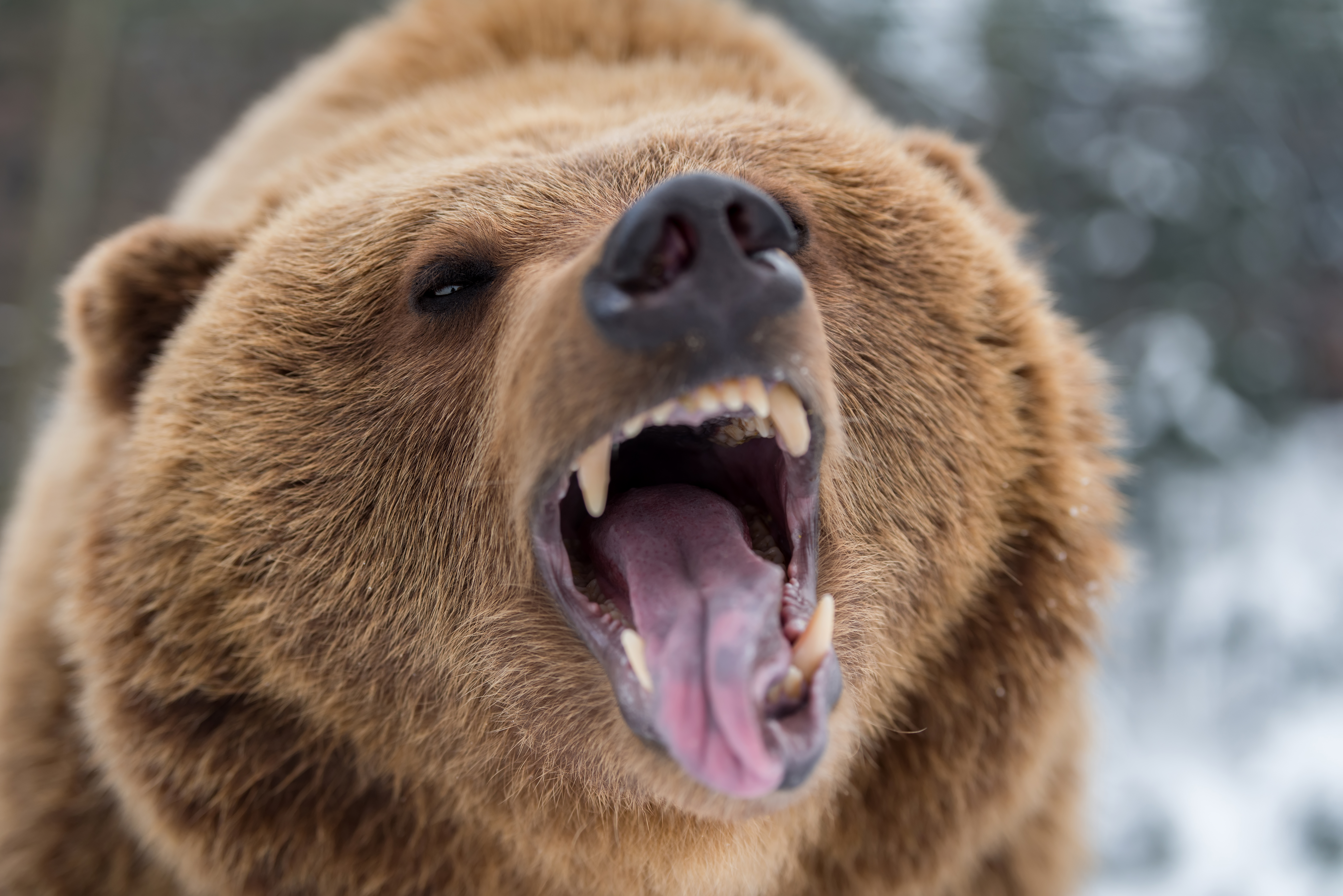 Does Pepper Spray Actually Work Against Bears? TIME