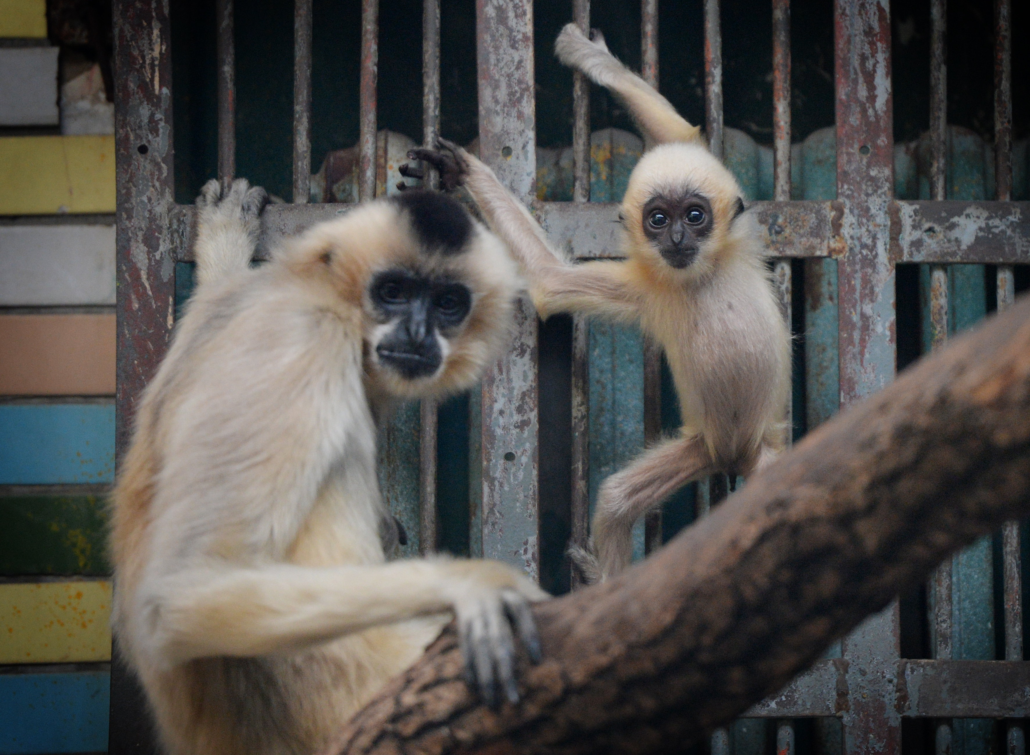 Ancient Chinese Tomb Reveals Extinct Species of Gibbon TIME