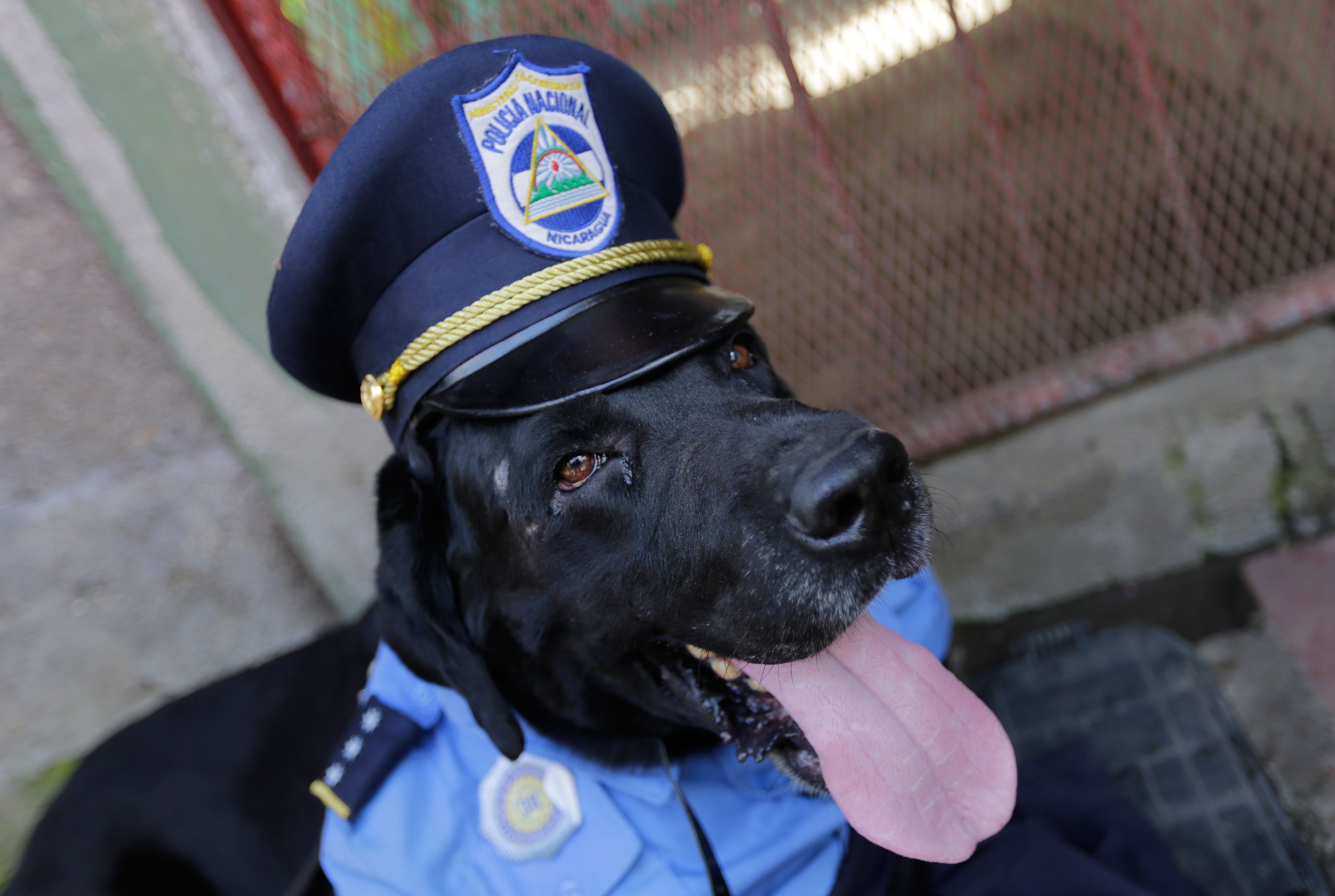This Delightful Hero Dog Can Perform CPR on a Police Officer Time