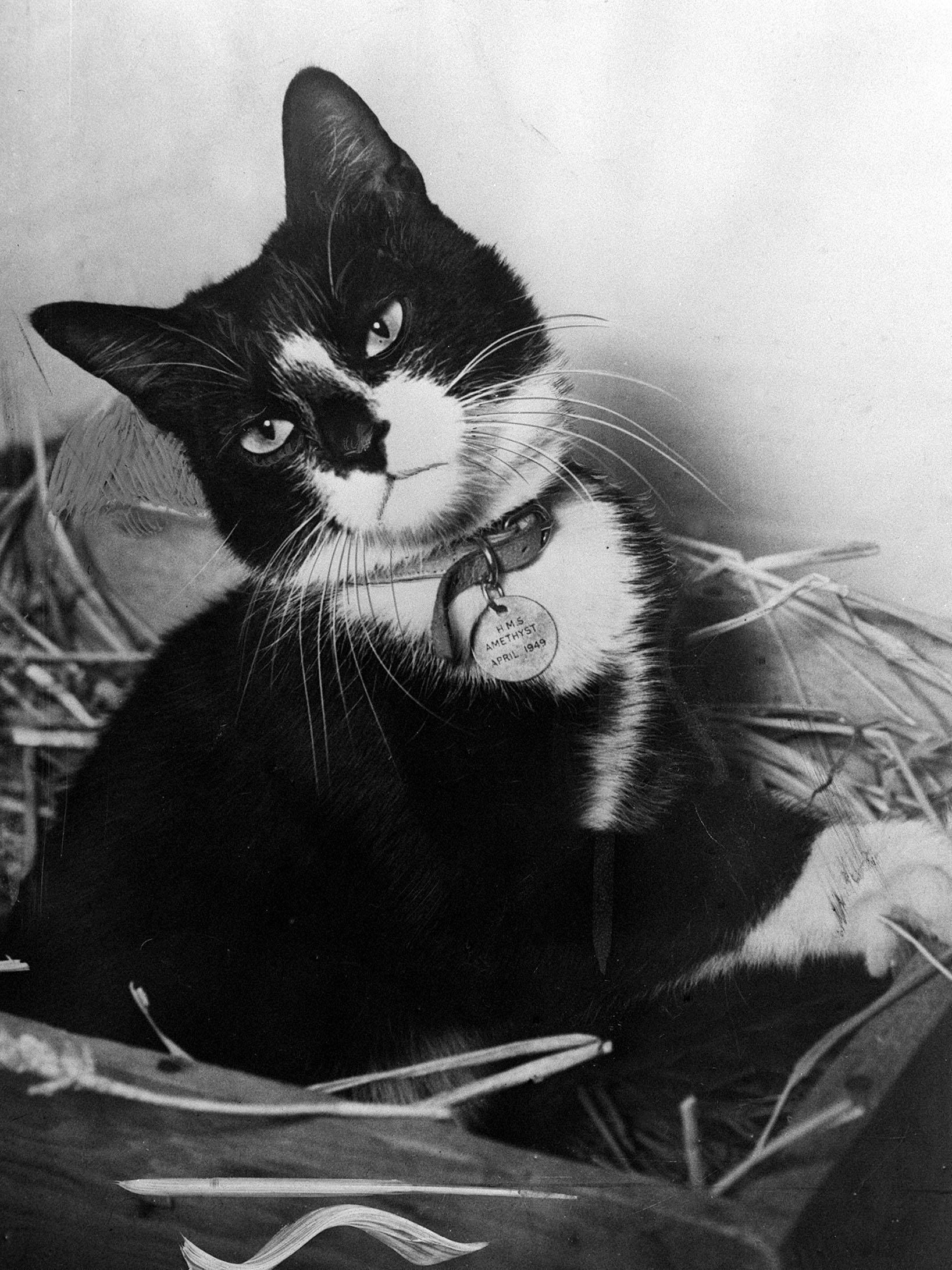 Animal Bravery Awards and How a Cat Became a WWII Hero Time