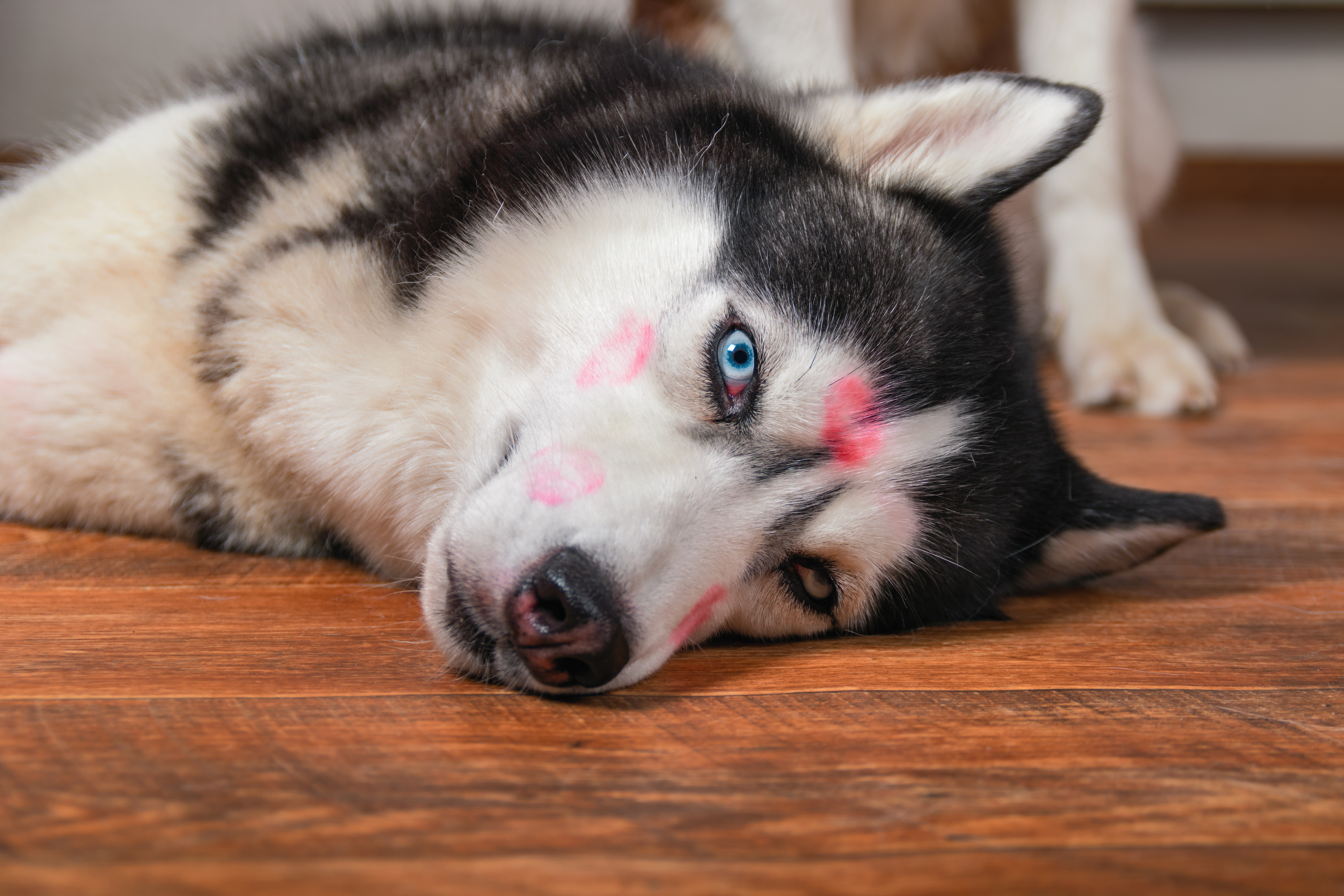 Dog Got Great Results Experimenting With Owner's Lipstick TIME