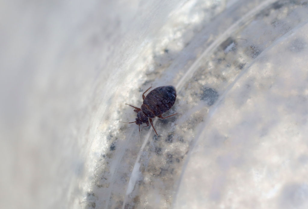 Someone Left Bedbugs in a Pennsylvania Walmart TIME