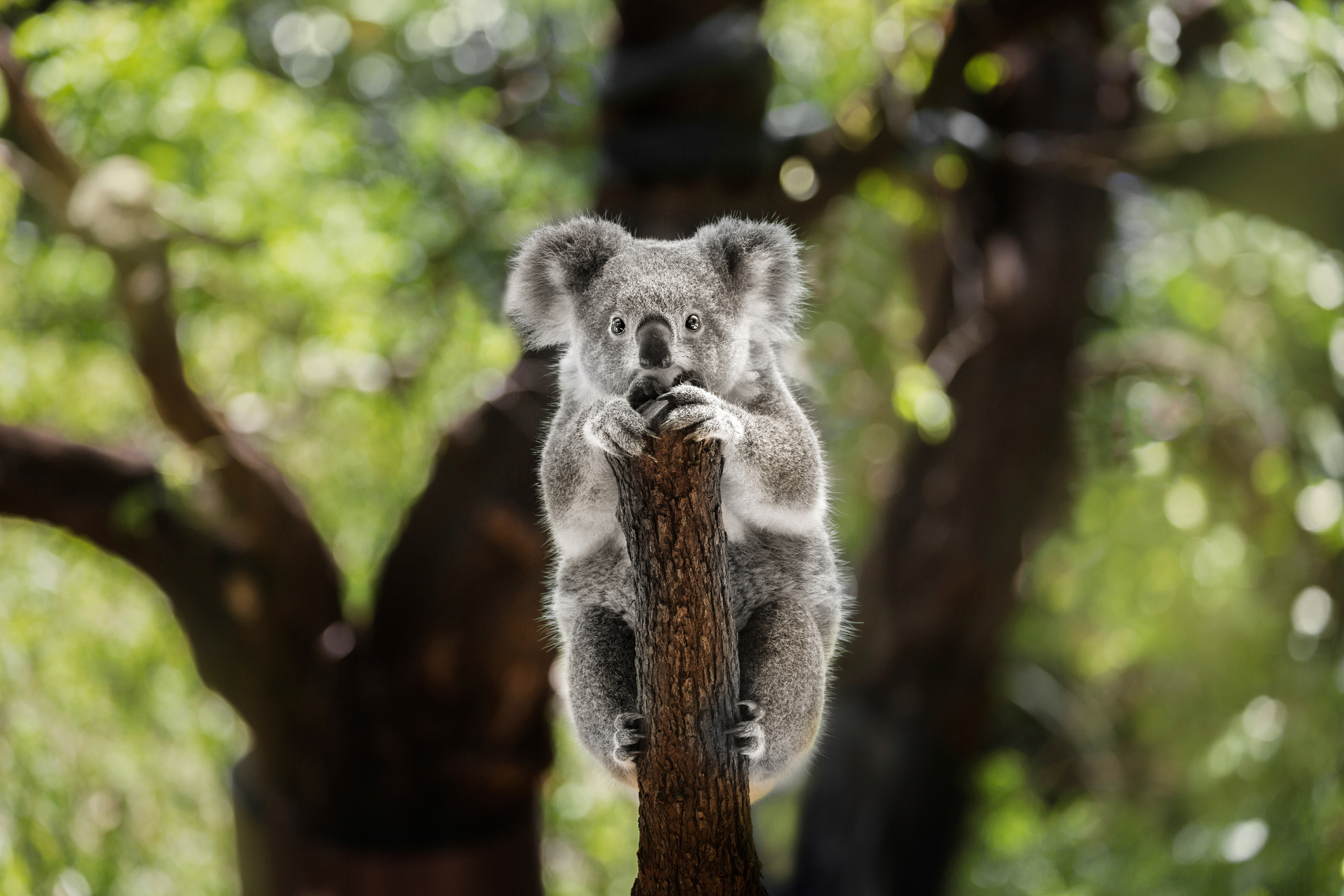 'Australia Should Be Ashamed' of Koalas Killed on Plantation TIME