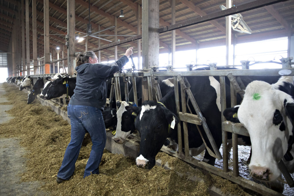 Dairy Cows Are Being Sent to Slaughter as Demand for Milk Plummets Time