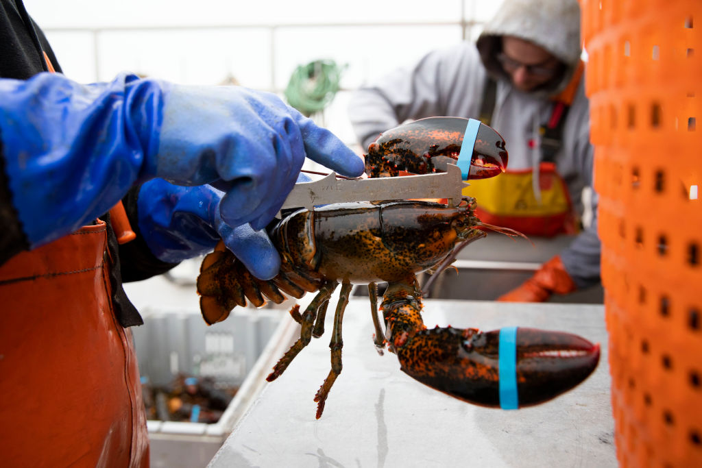 How Maine's Lobsters Got Trapped in Trump's Trade Wars TIME