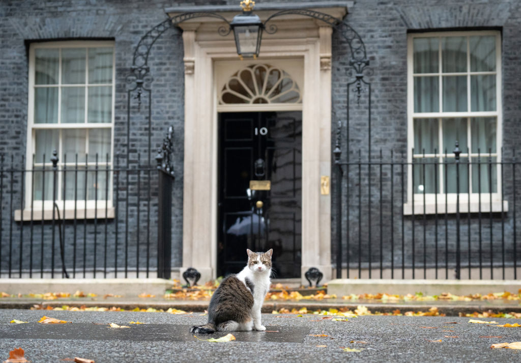 U.K. Briefly Mulled Killing All Pet Cats to Stop COVID19 TIME