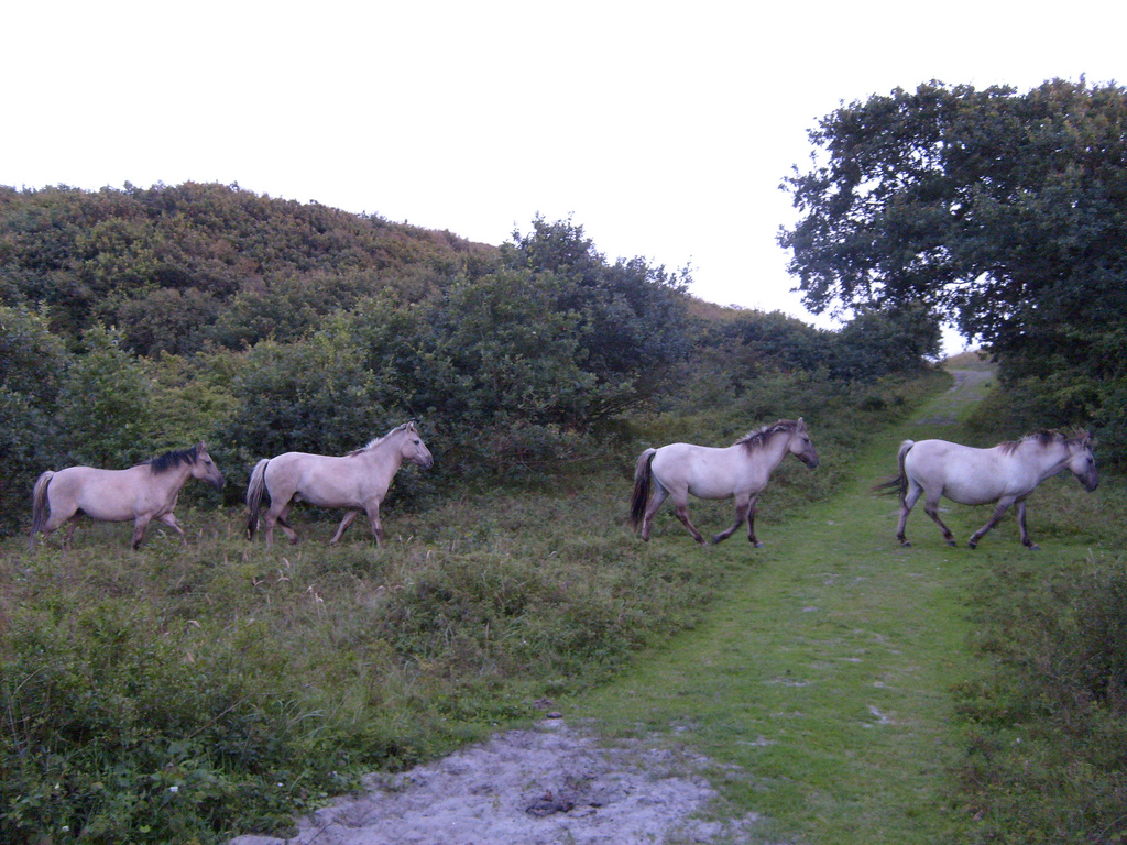 Wild Horse Sanctuary in Shingletown, California Kidfriendly