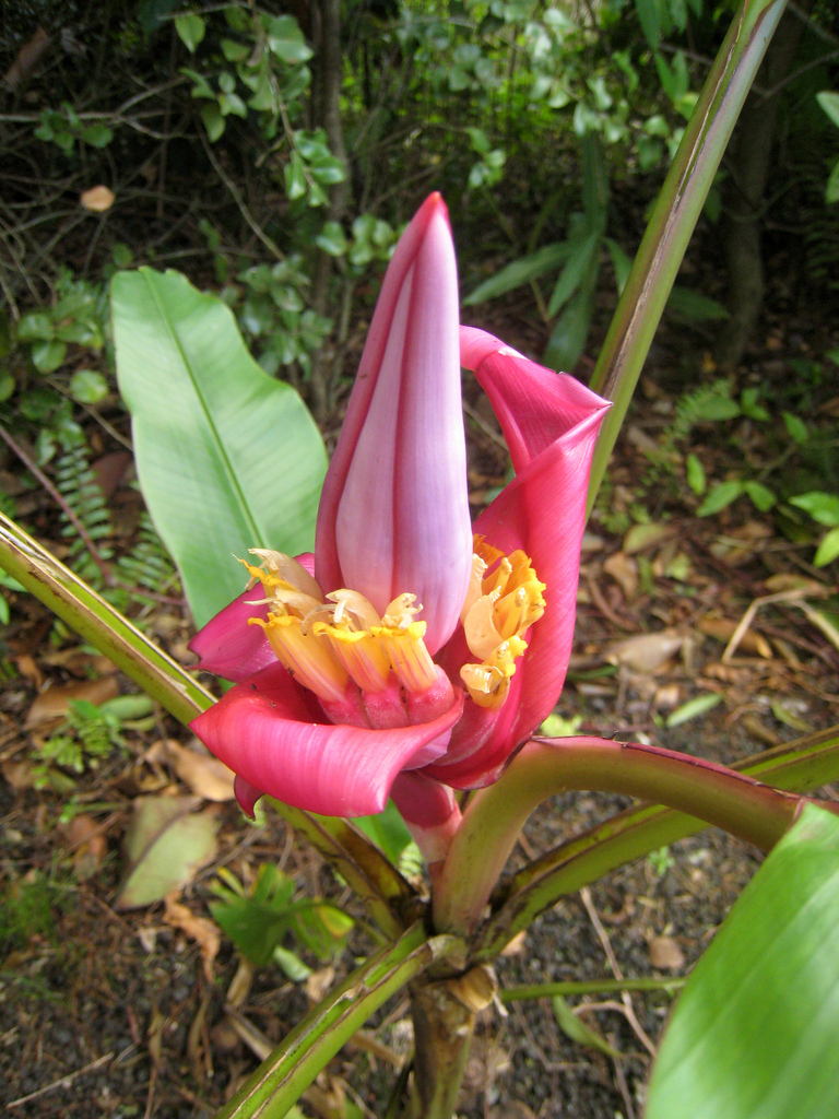 Maui Enchanting Floral Gardens in Kula, Hawaii Kidfriendly