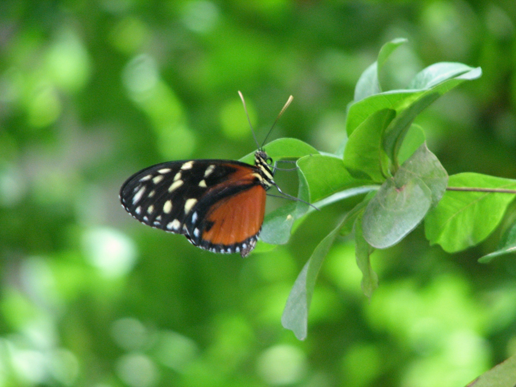 Butterfly World in Boca Raton, Florida Kidfriendly Attractions