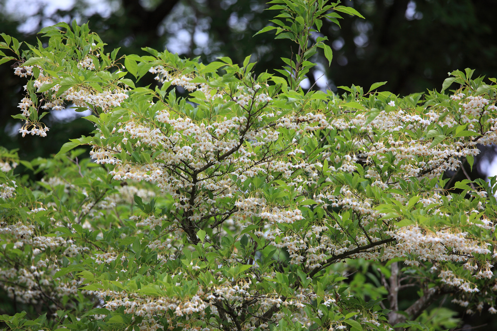 Kelly Park in Wheaton, Illinois Kidfriendly Attractions Trekaroo