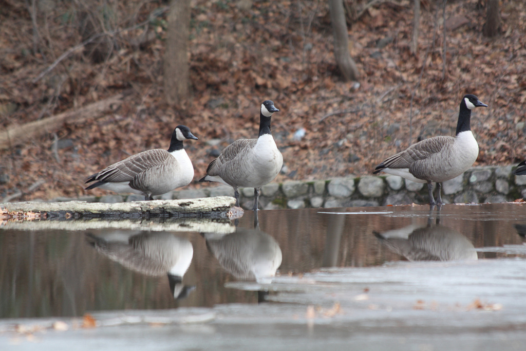 Echo Lake Beach in Bar Harbor, Maine Kidfriendly Attractions Trekaroo