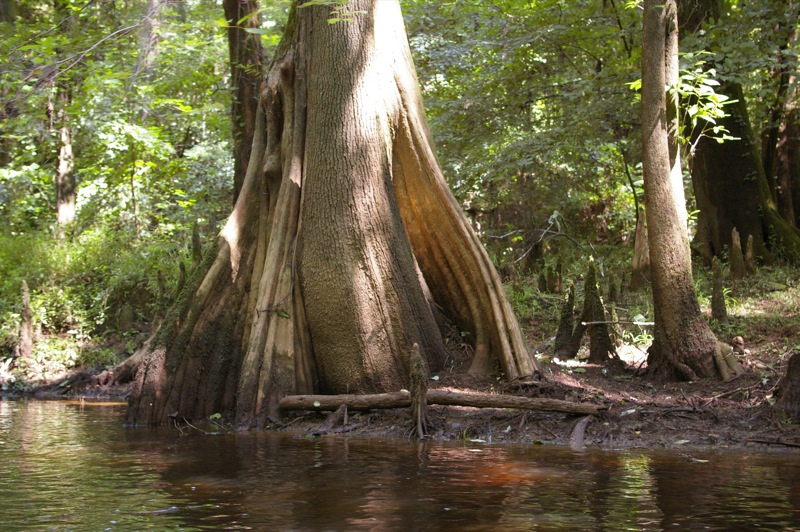 Congaree National Park in Hopkins, South Carolina Kidfriendly