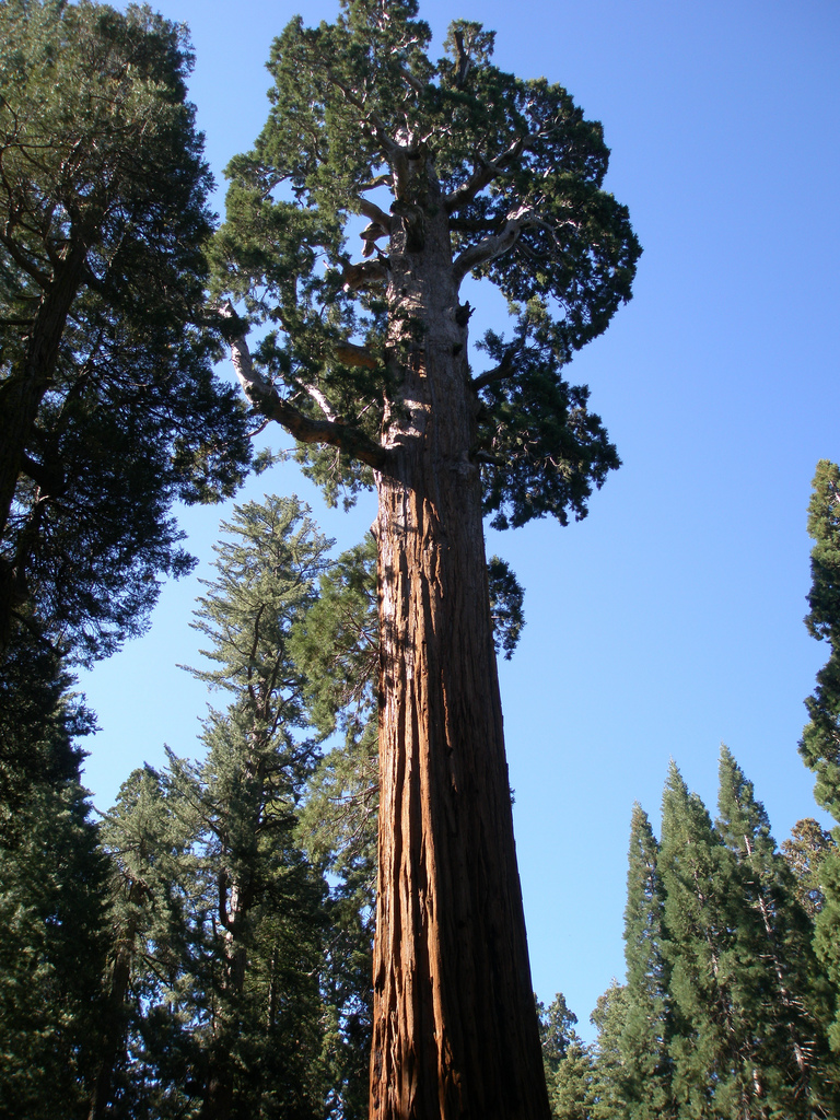 Redwood Canyon in Sequoia National Park, California Kidfriendly