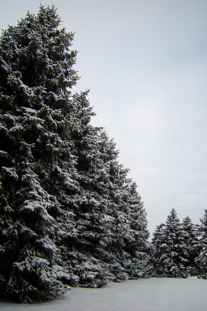 Revak Nursery and Tree Farm in Lakeville, Minnesota Kidfriendly